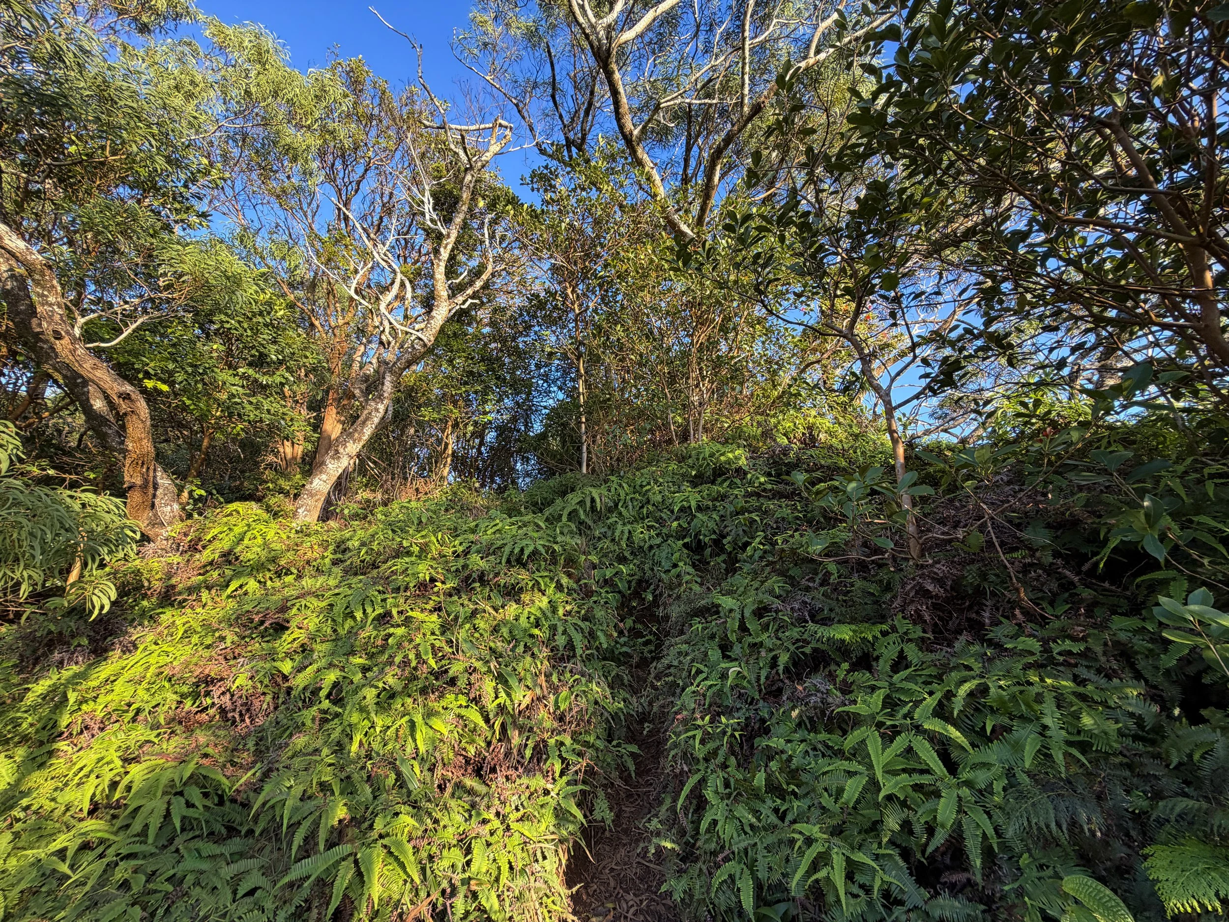 Back Way to Stairway to Heaven Moanalua Middle Ridge Trail Oahu Hawaii