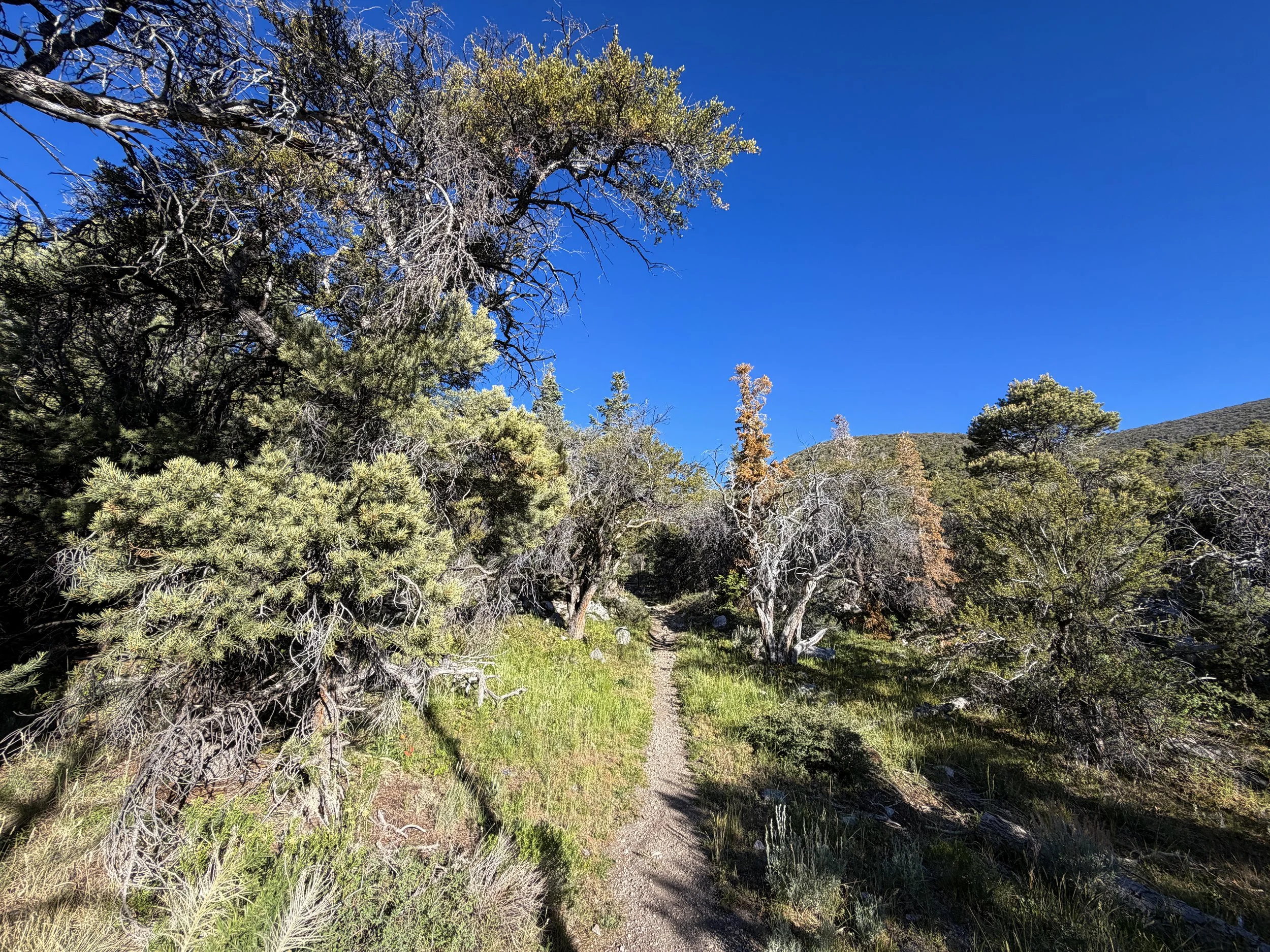 Lehman Creek Trail Great Basin National Park Nevada