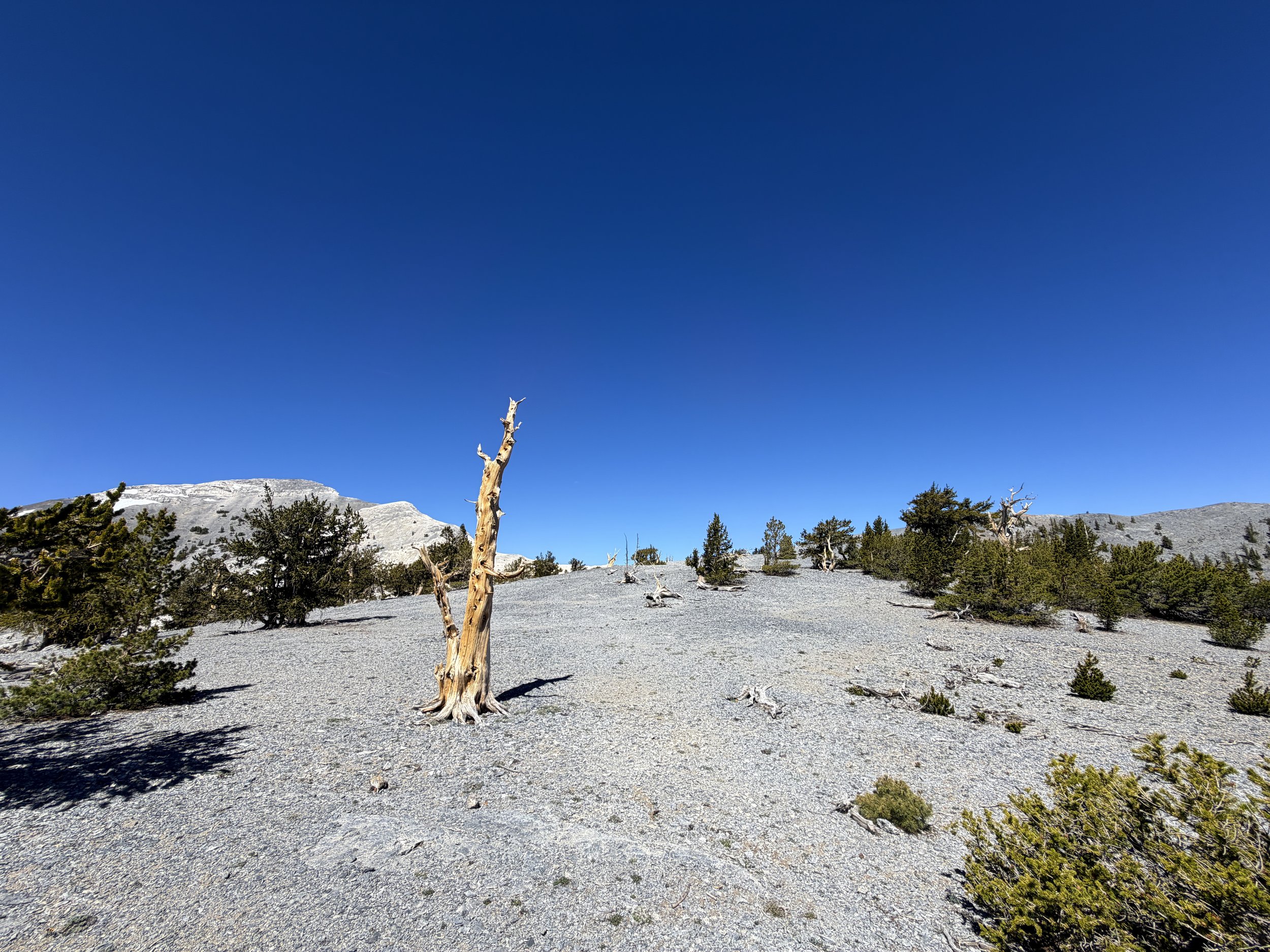 Magic Grove Snake Divide Trail Great Basin National Park Nevada