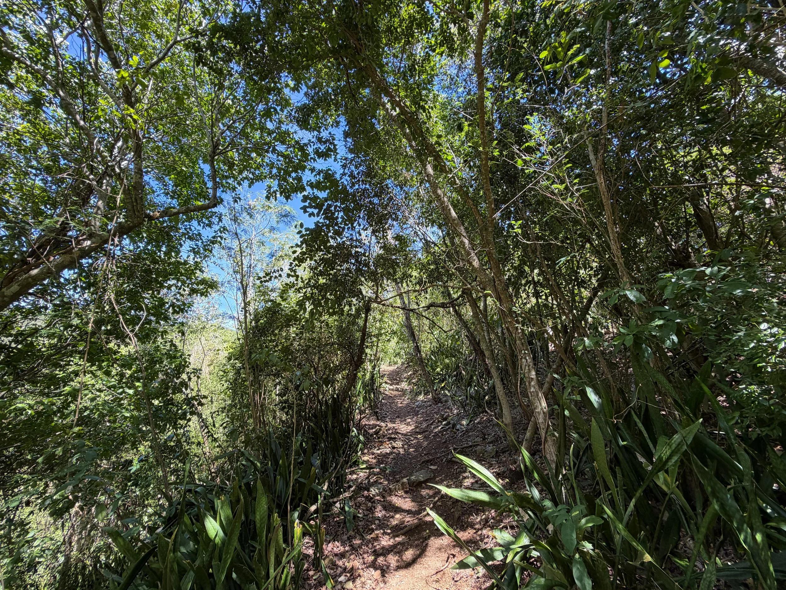 Lameshur Bay Trail to Reef Bay Great House Virgin Islands National Park