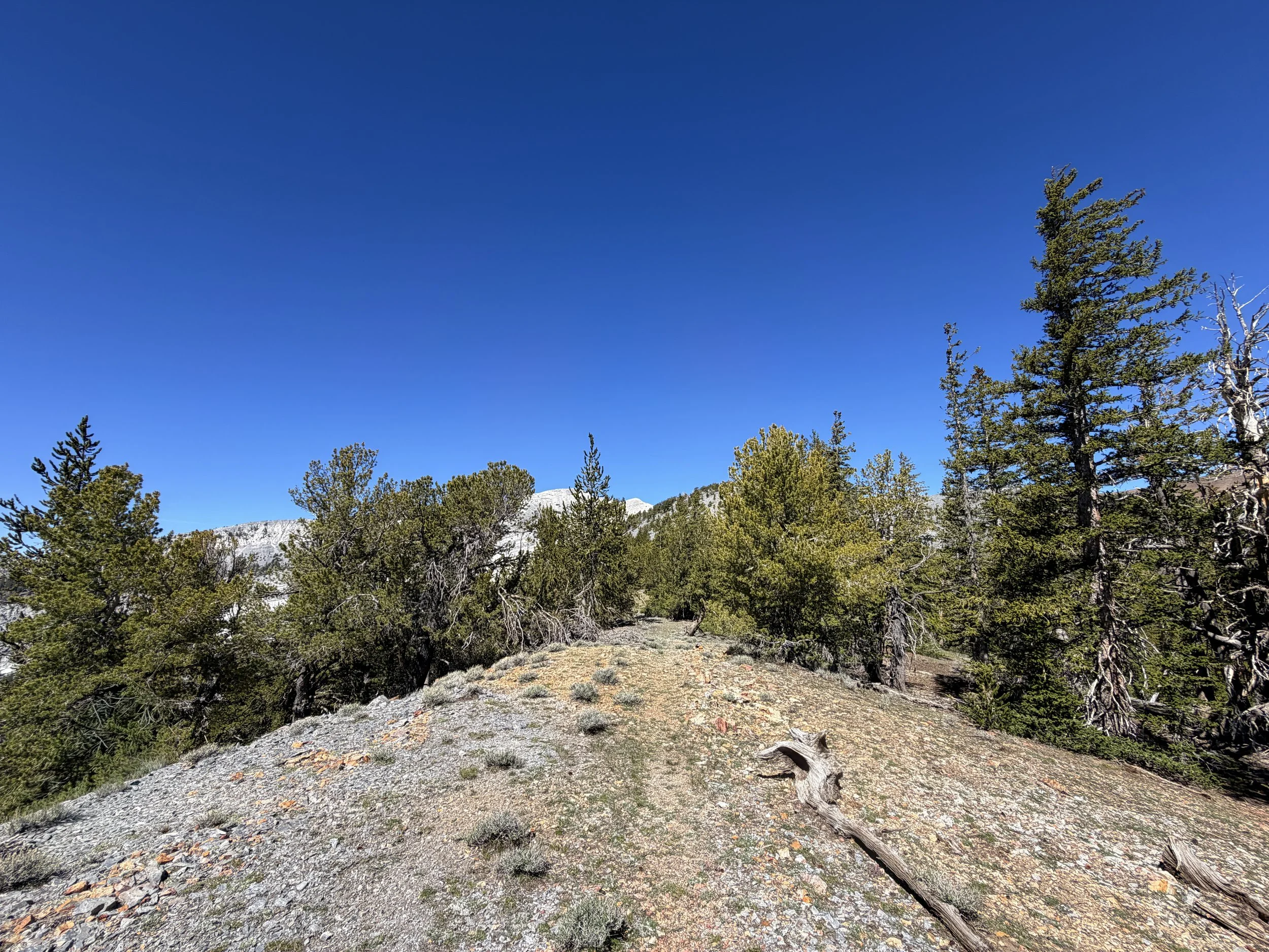 Snake Divide Trail to Magic Bristlecone Grove Great Basin National Park Nevada