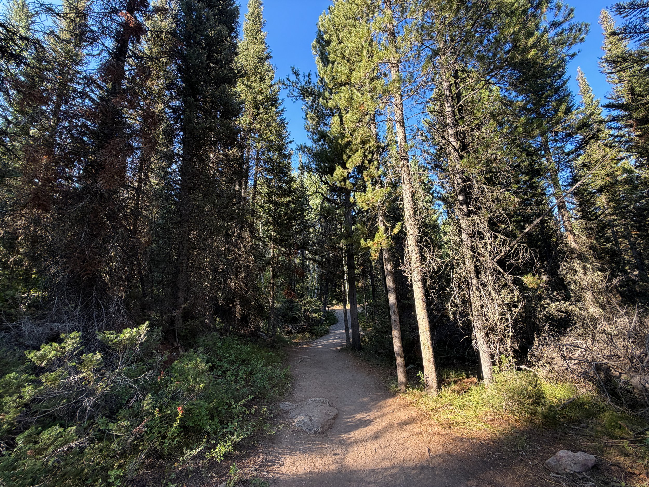 Moose Ponds Loop Trail Grand Teton National Park Wyoming