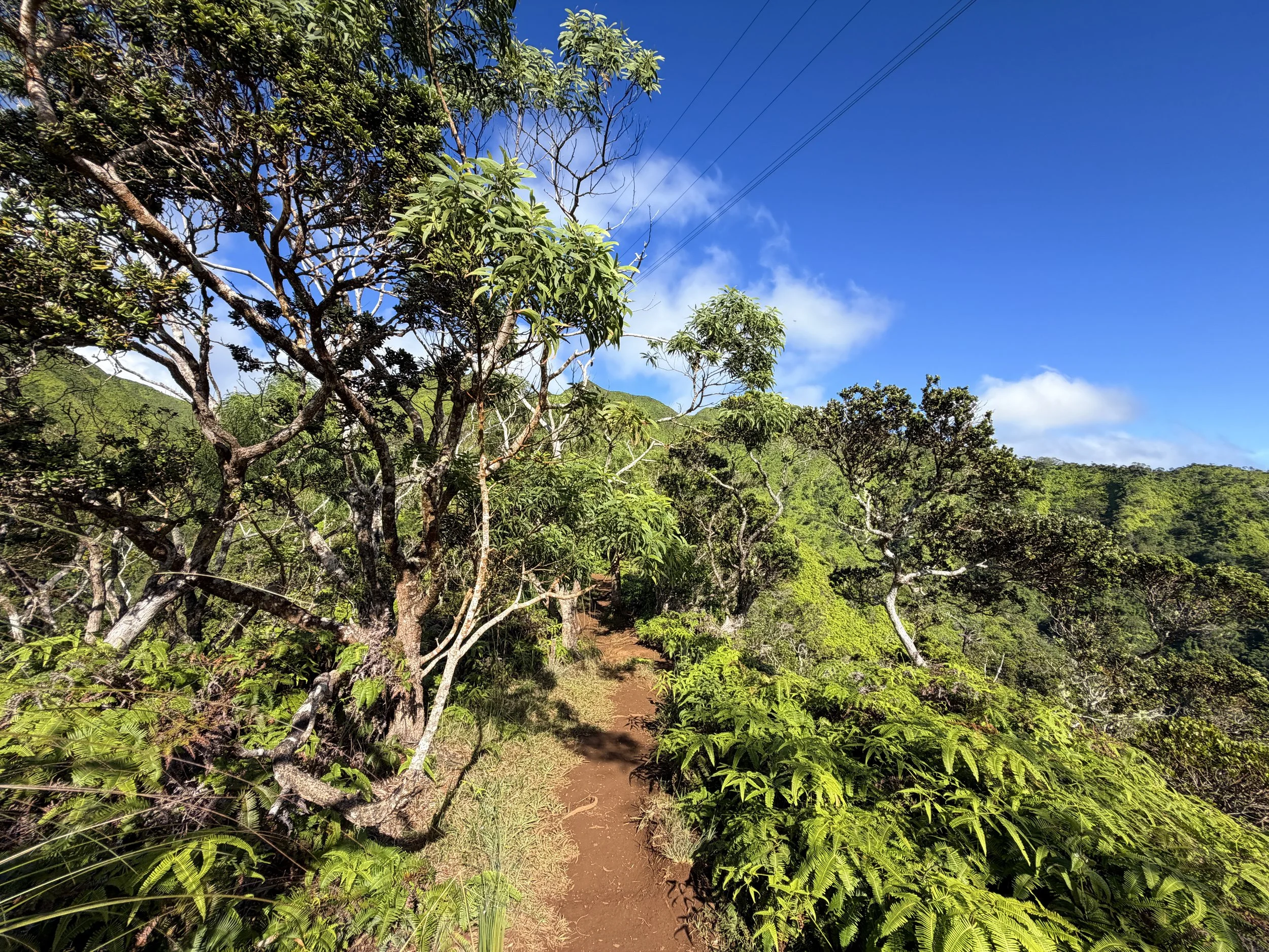 Wiliwilinui Ridge Trail Oahu Hawaii