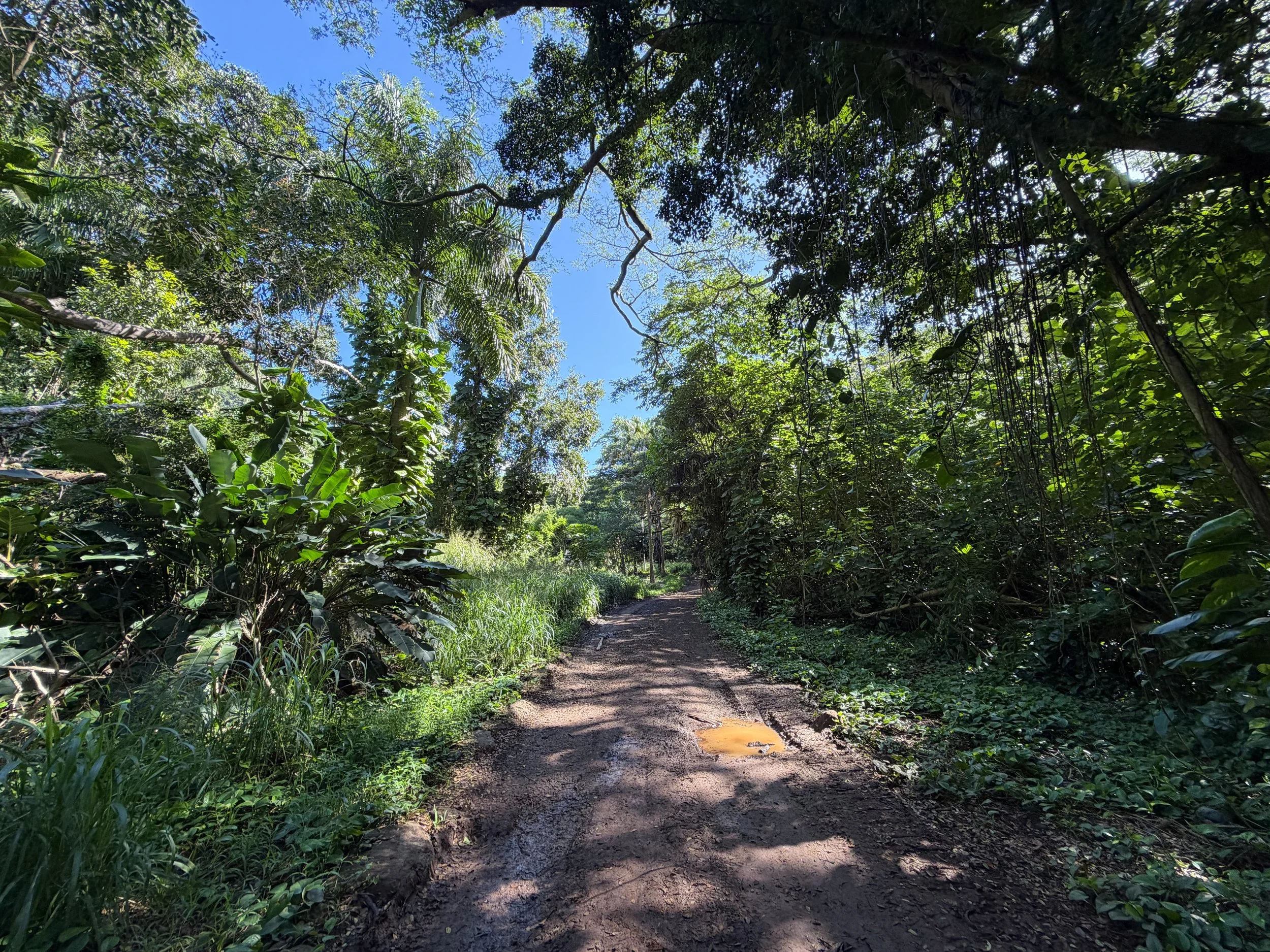 Tripler Ridge Trail via Moanalua Valley Oahu Hawaii