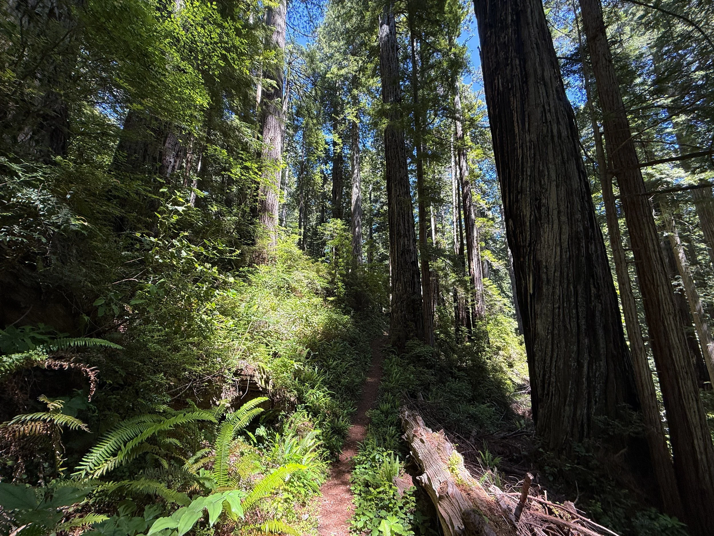 Ten Taypo–Hope Creek Loop Trail Prairie Creek Redwoods State Park California