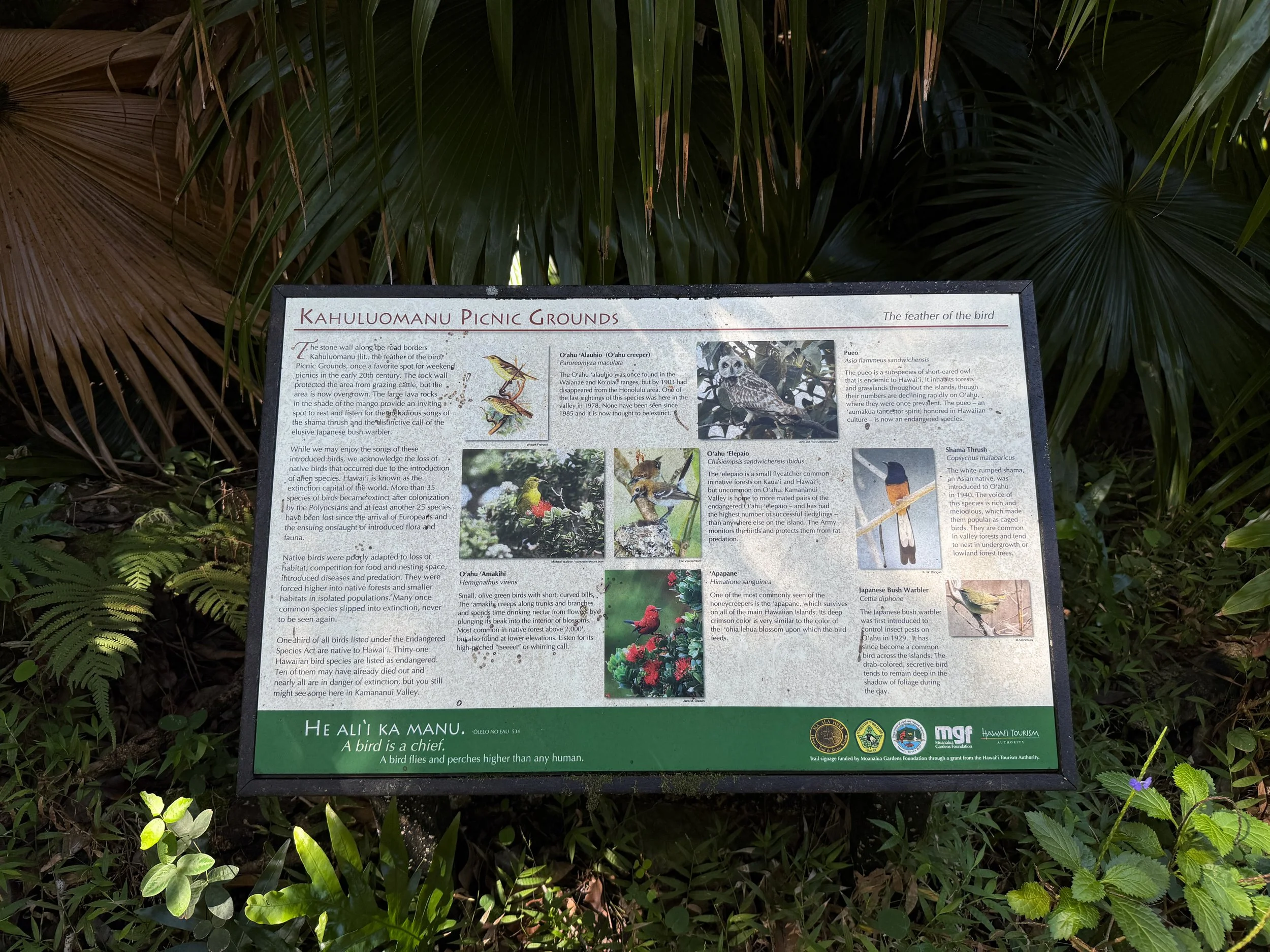 Tripler Ridge Trail via Kamananui Valley Road Oahu Hawaii