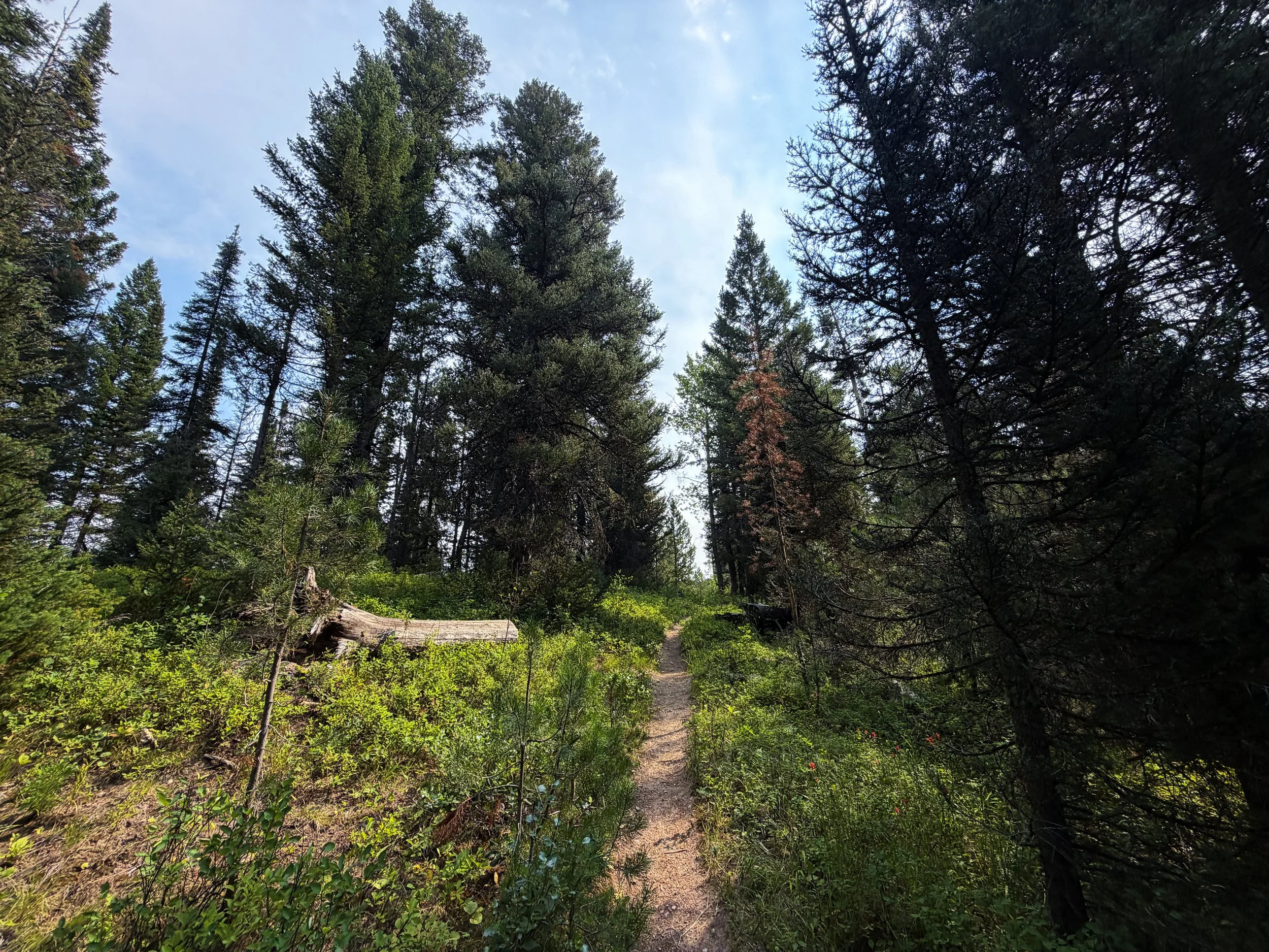 Aspen Ridge Trail Grand Teton National Park Wyoming