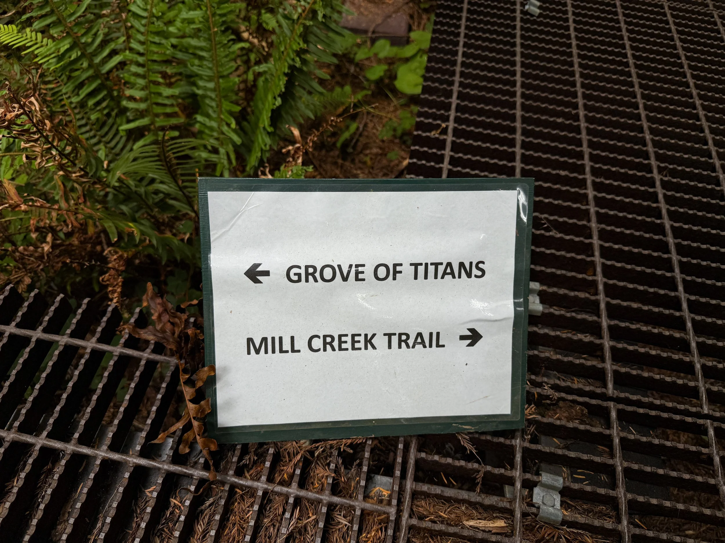 Grove of the Titans Trail Boardwalk Jedediah Smith Redwoods State Park California
