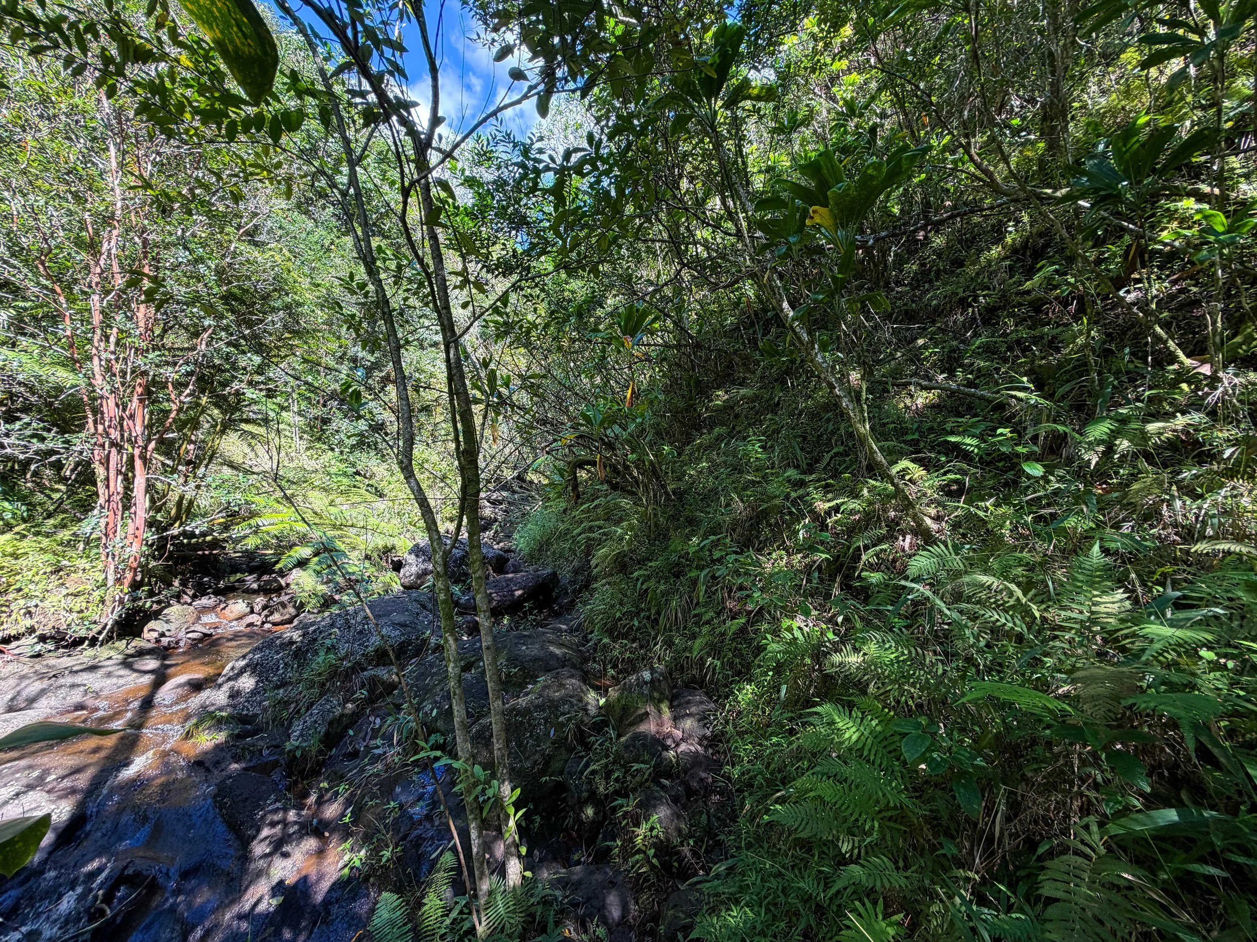 Kaau Crater Trail Oahu Hawaii
