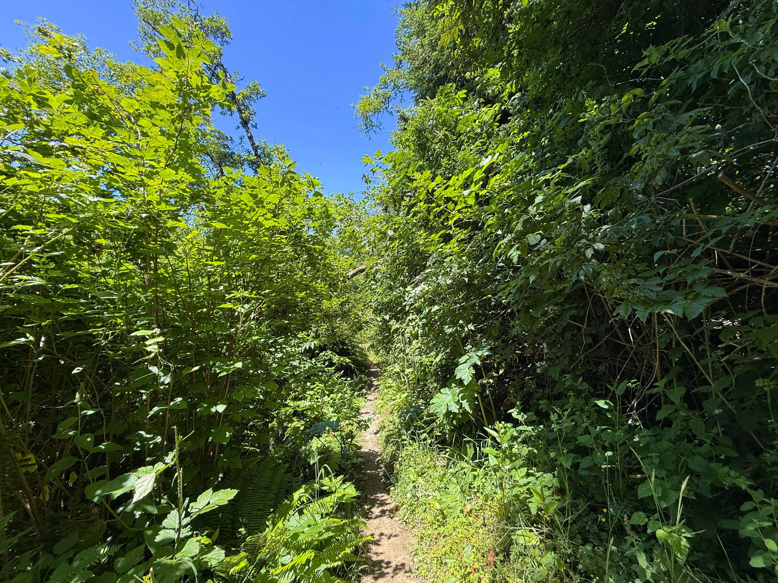 Ossagon Trail Prairie Creek Redwoods State Park California