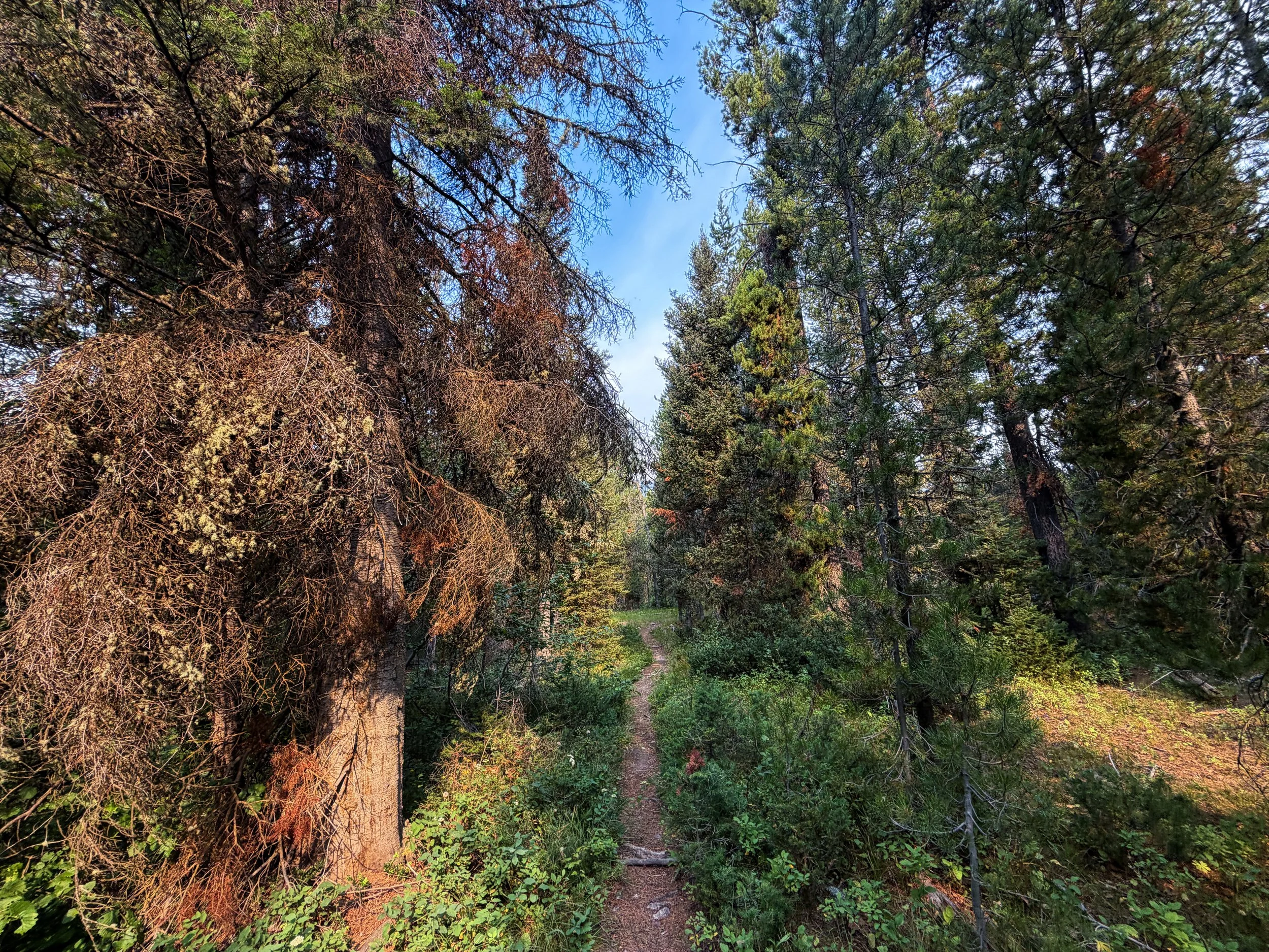 Boulder Aspen Ridge Loop Trail Grand Teton National Park Wyoming