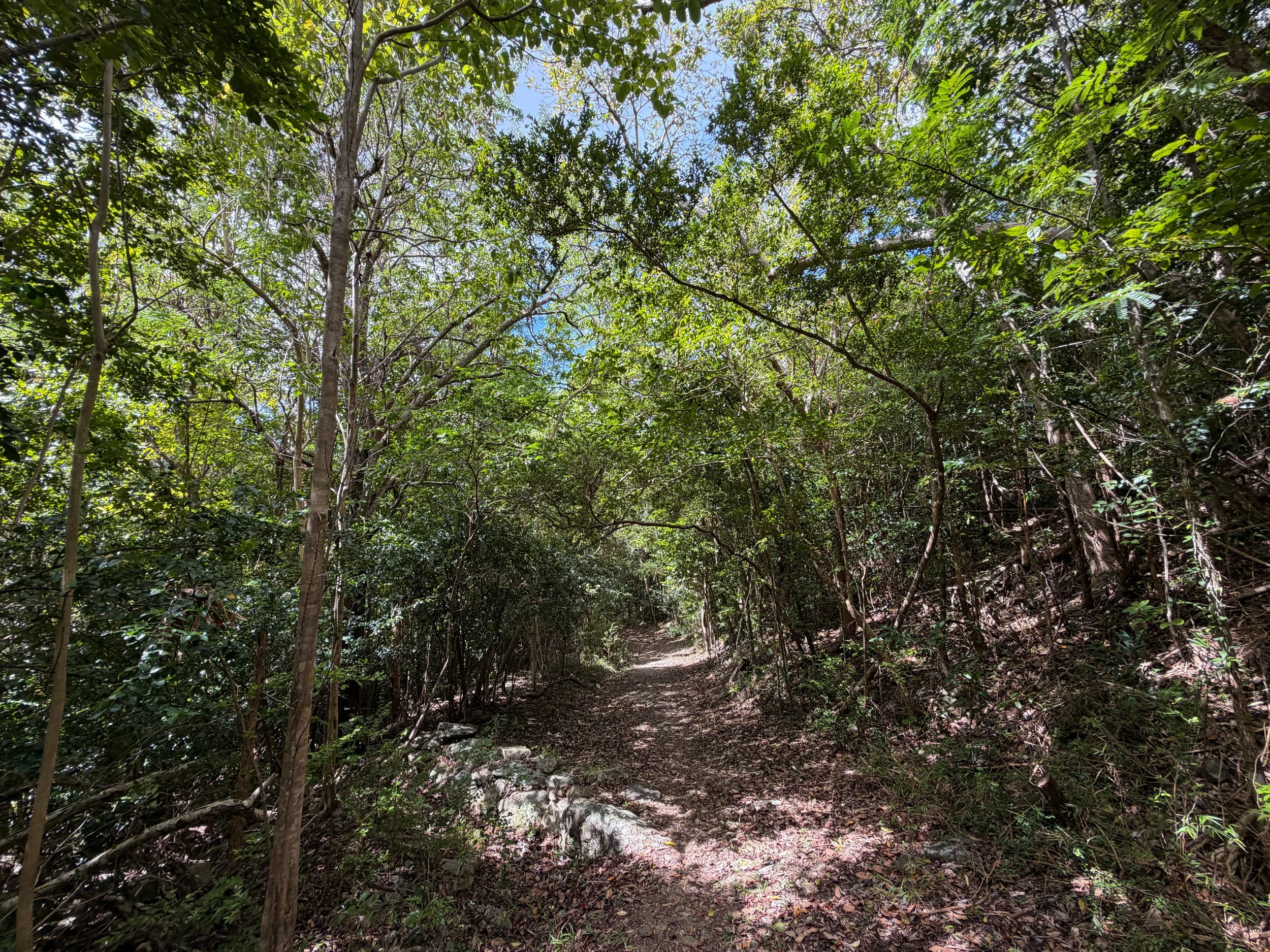 L'Esperance Trail Virgin Islands National Park