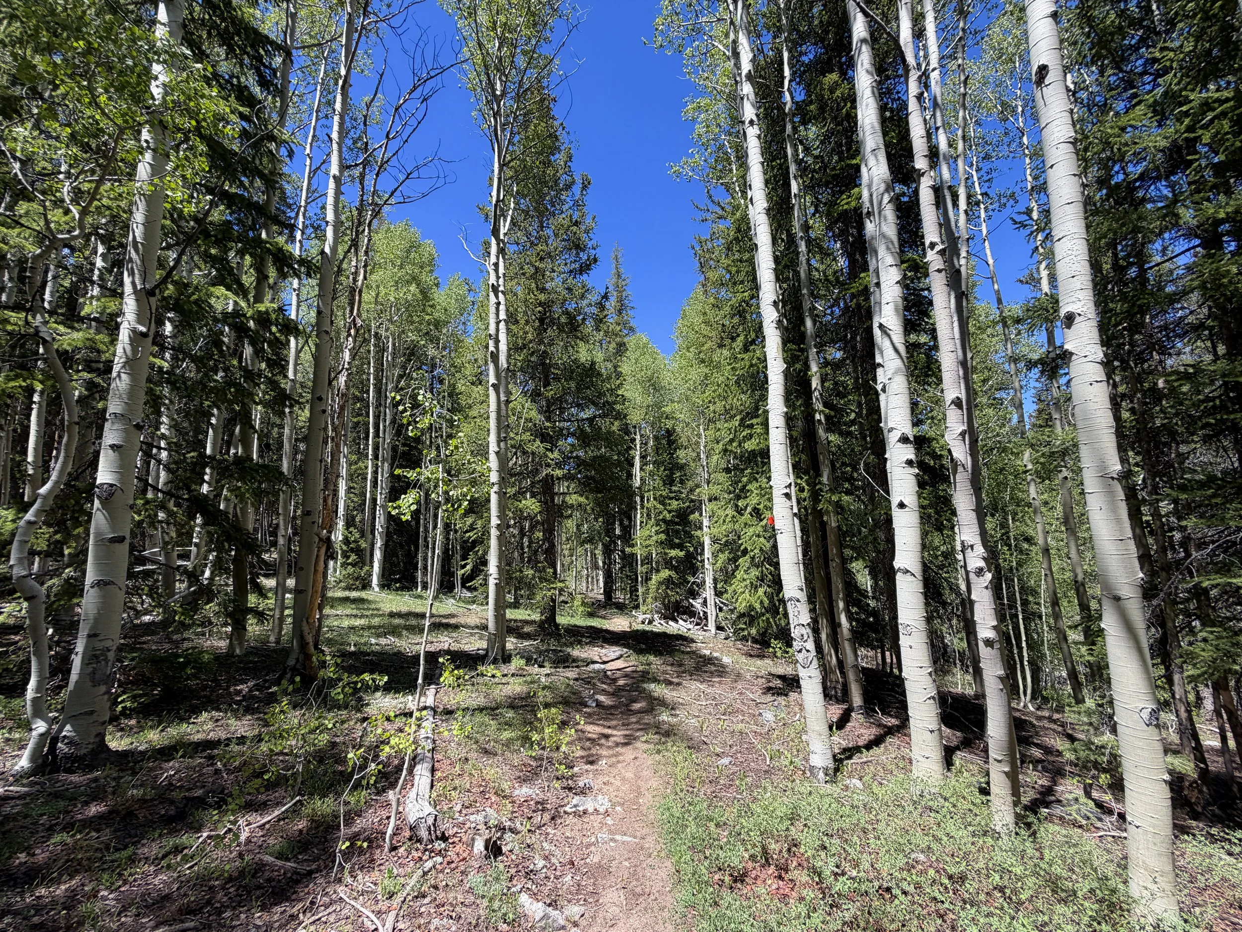 Timber Creek Loop Trail Great Basin National Park Nevada