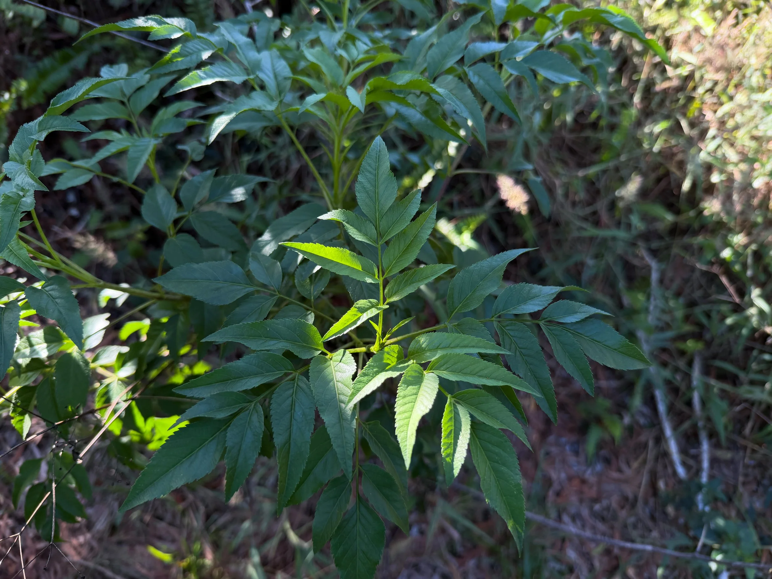 Kokolau Bidens torta