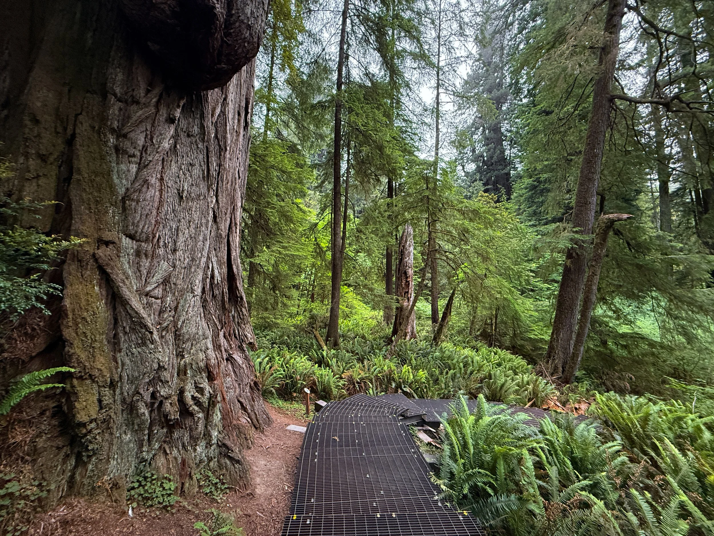 Grove of the Titans Trail Boardwalk Jedediah Smith Redwoods State Park California