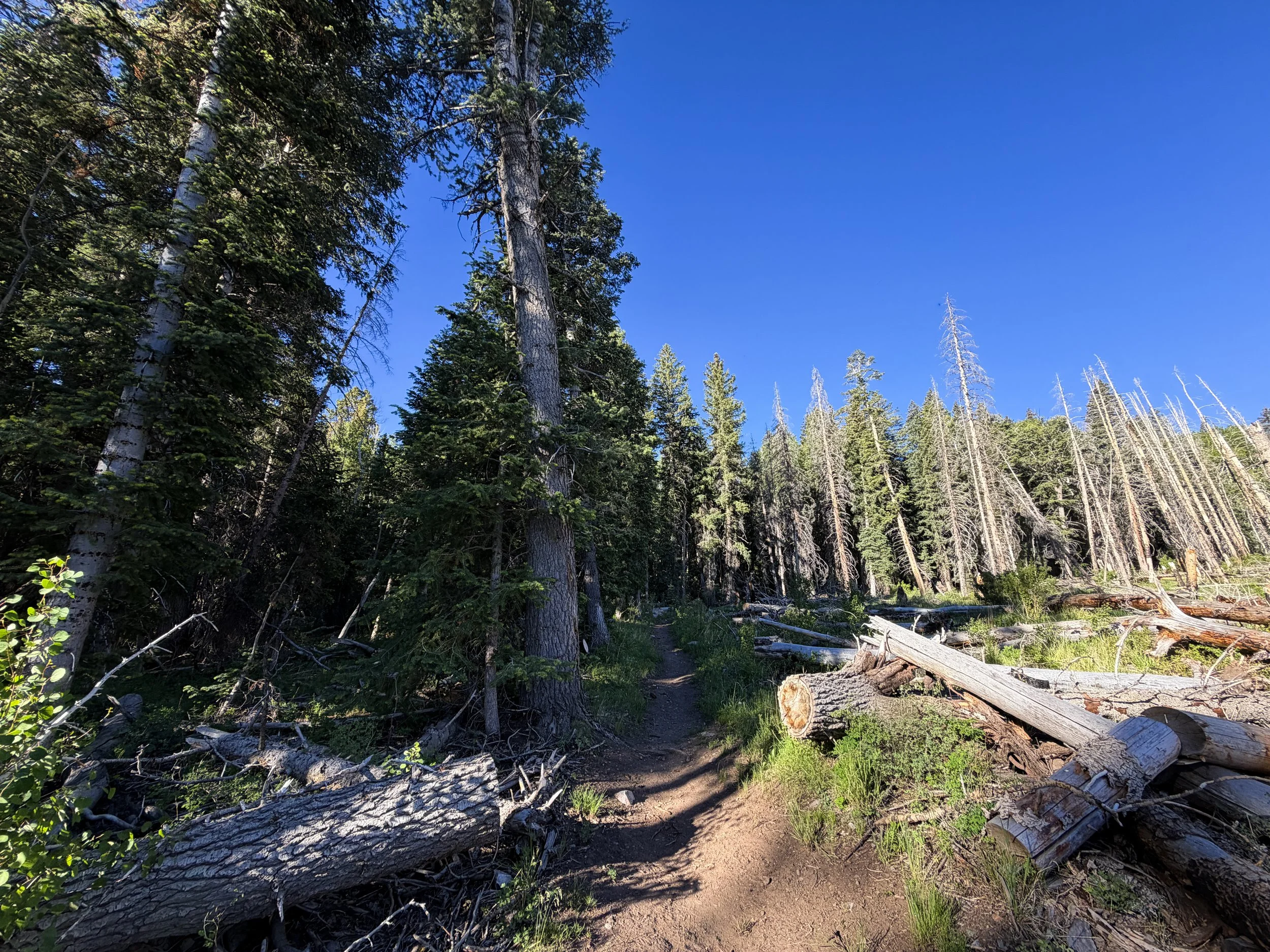 Upper Strawberry Creek Trail Great Basin National Park Nevada