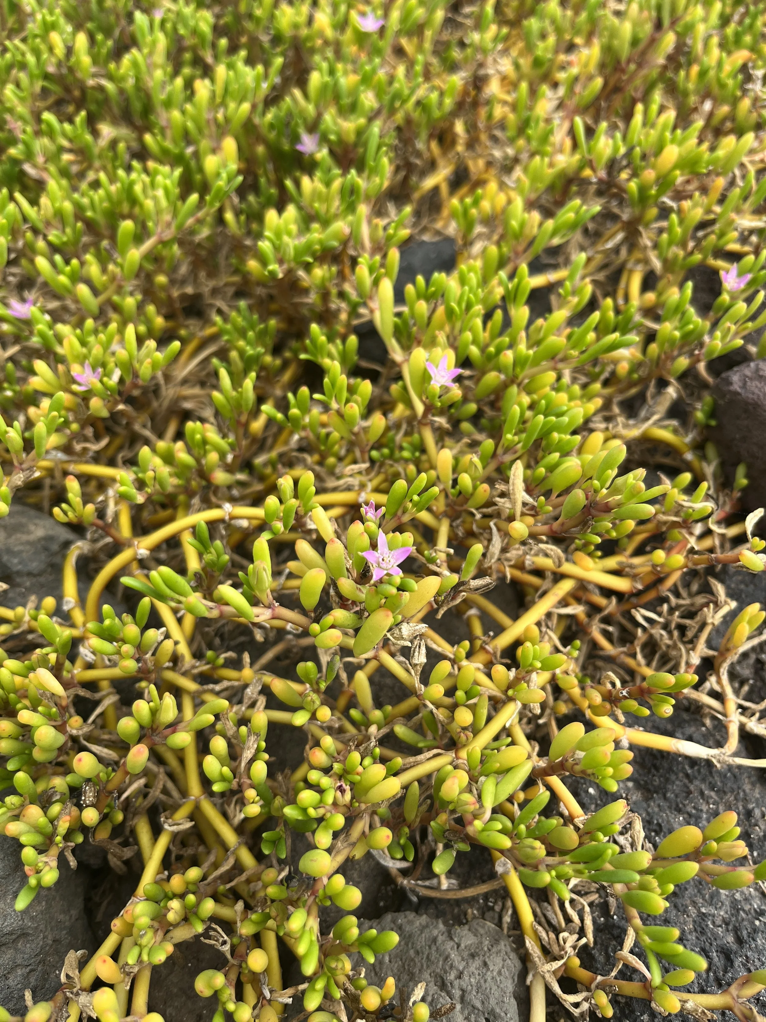 Native Hawaiian Plants: My Plant ID Guide — noahawaii