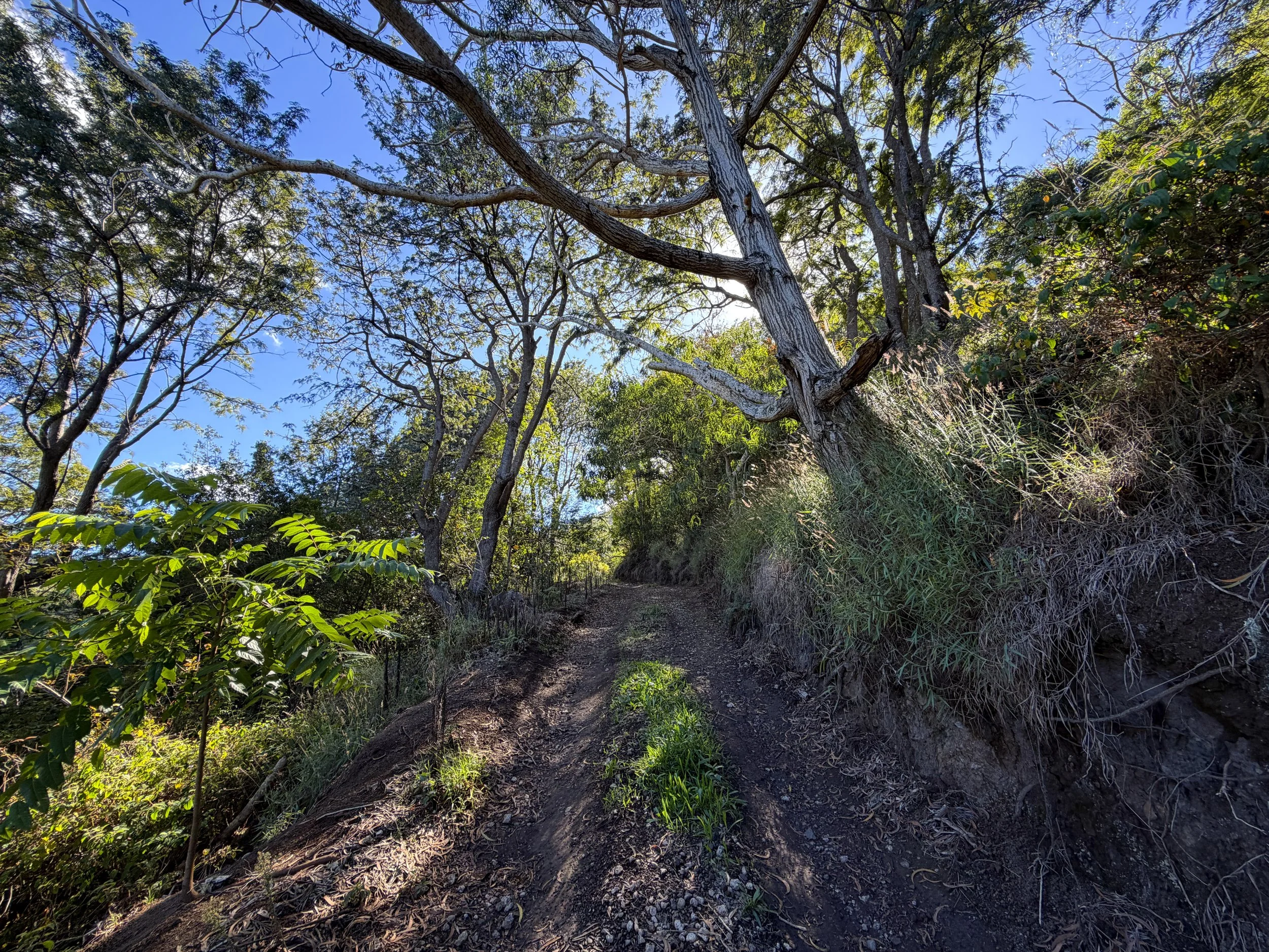 Peacock Flats Road to Mokuleia Trail Oahu Hawaii