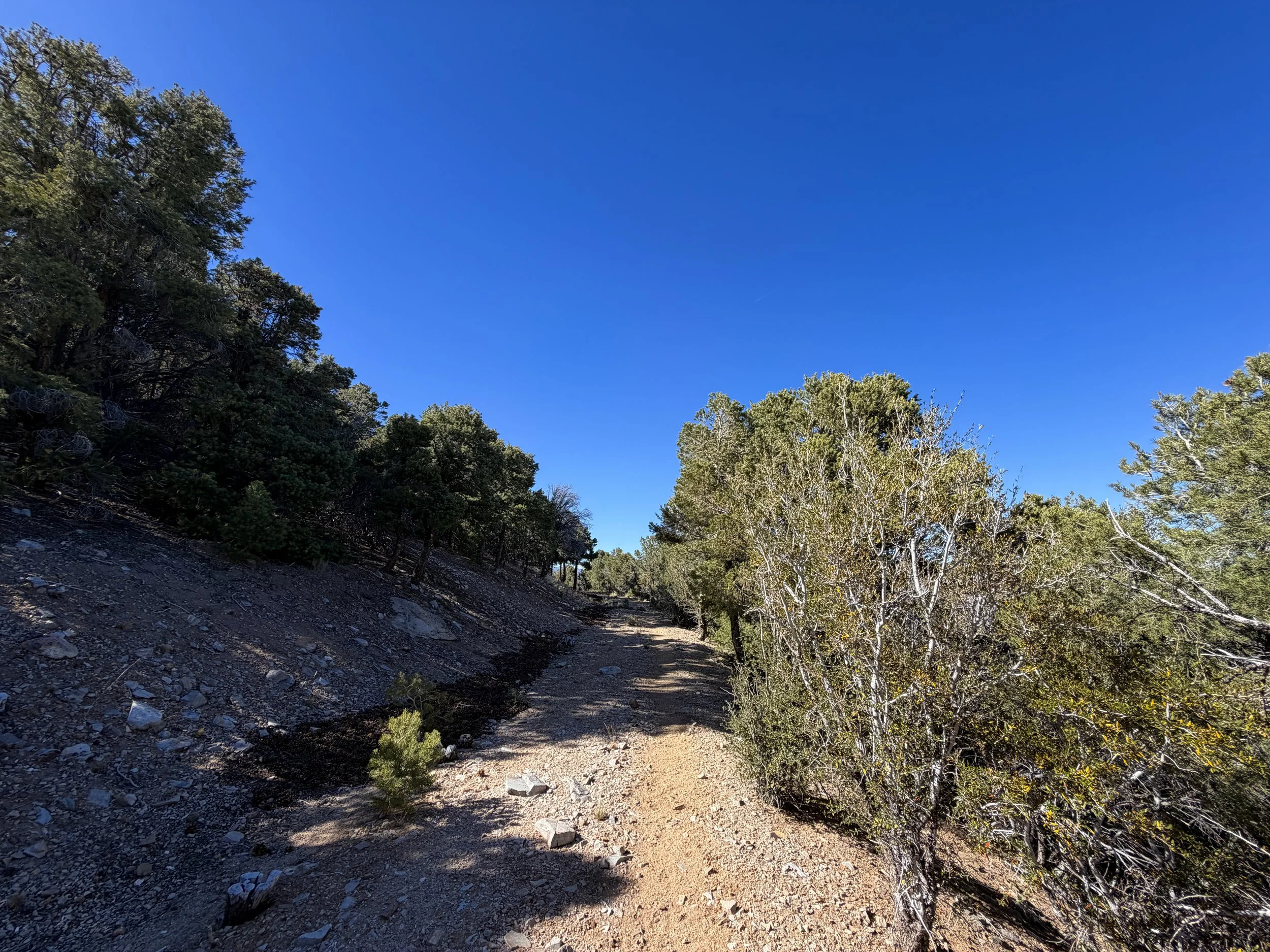 Osceola Ditch Trail Great Basin National Park Nevada