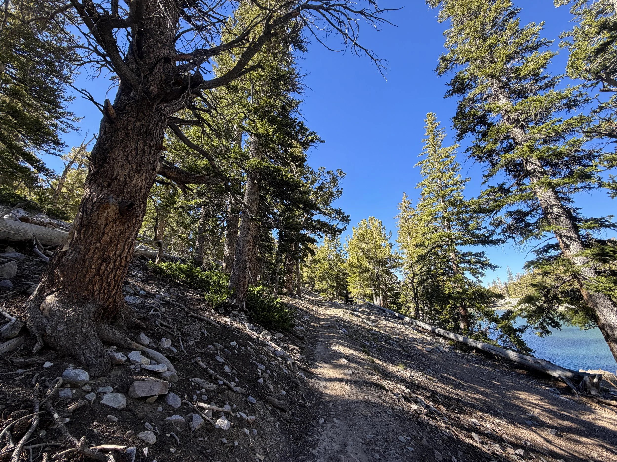 Alpine Lakes Loop Trail Great Basin National Park Nevada