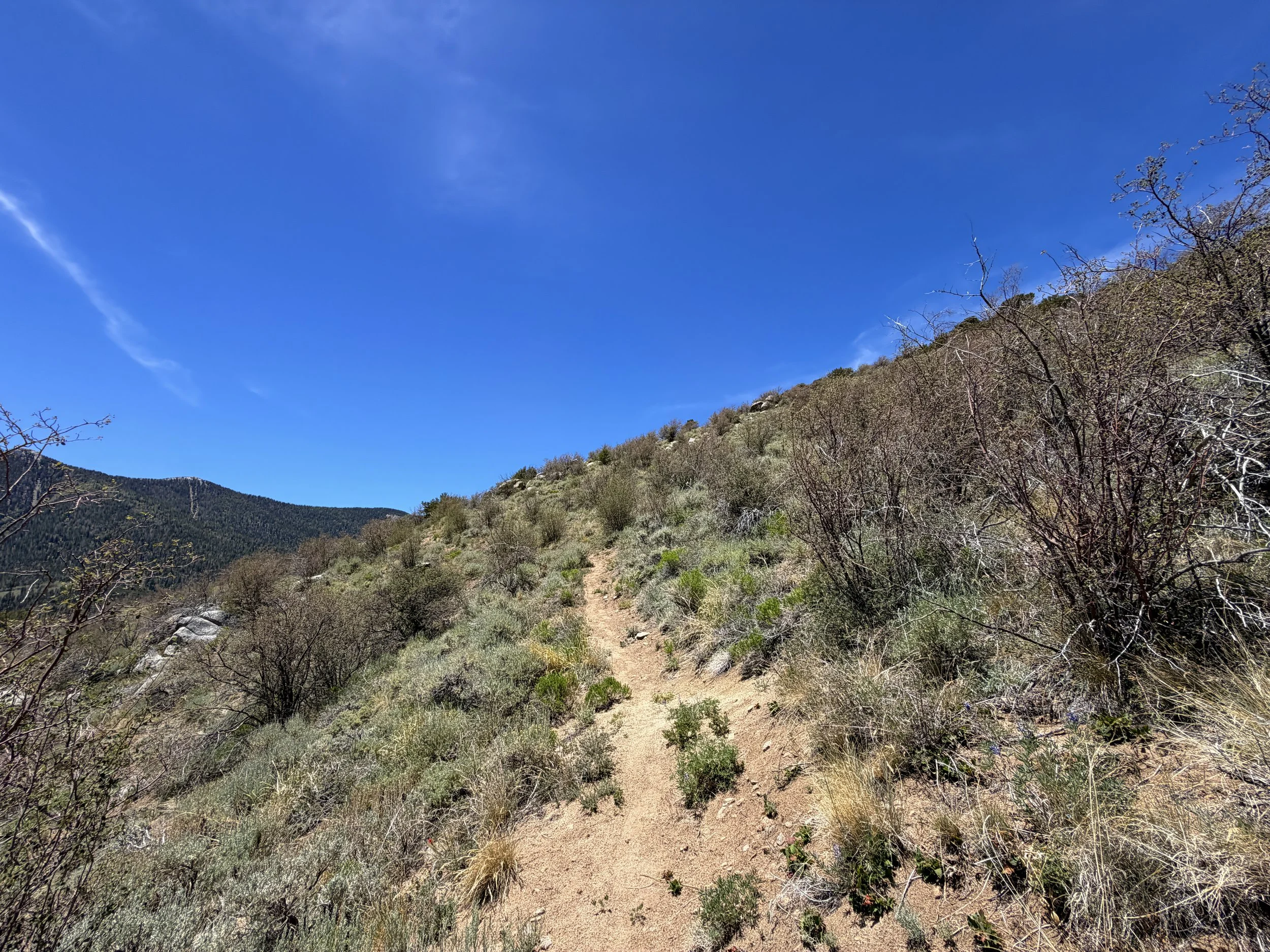 Serviceberry Trail Great Basin National Park Nevada