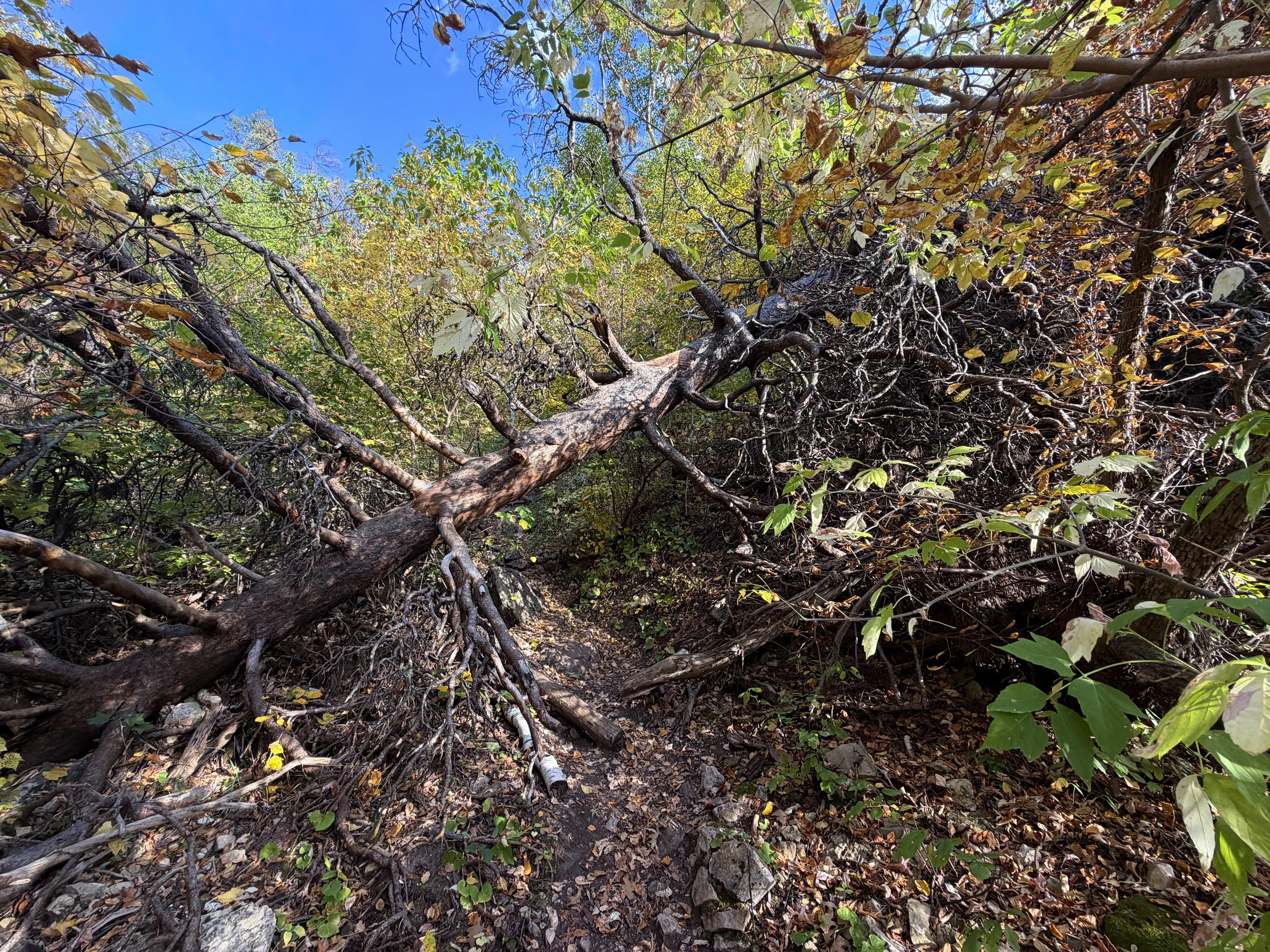 Community Caves Hike Spearfish Canyon Black Hills South Dakota