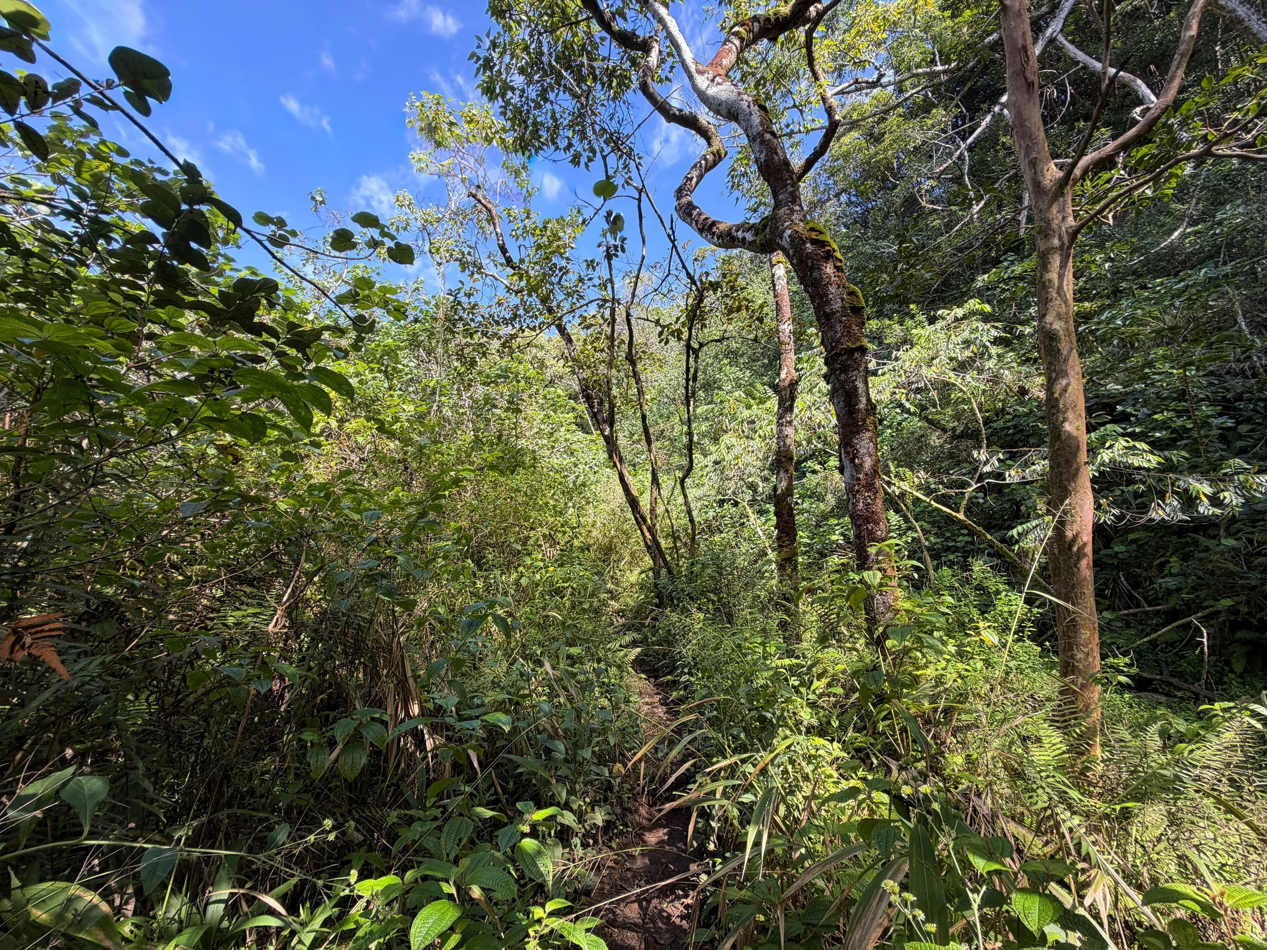 Kulanaahane Trail to Moanalua Saddle Oahu Hawaii
