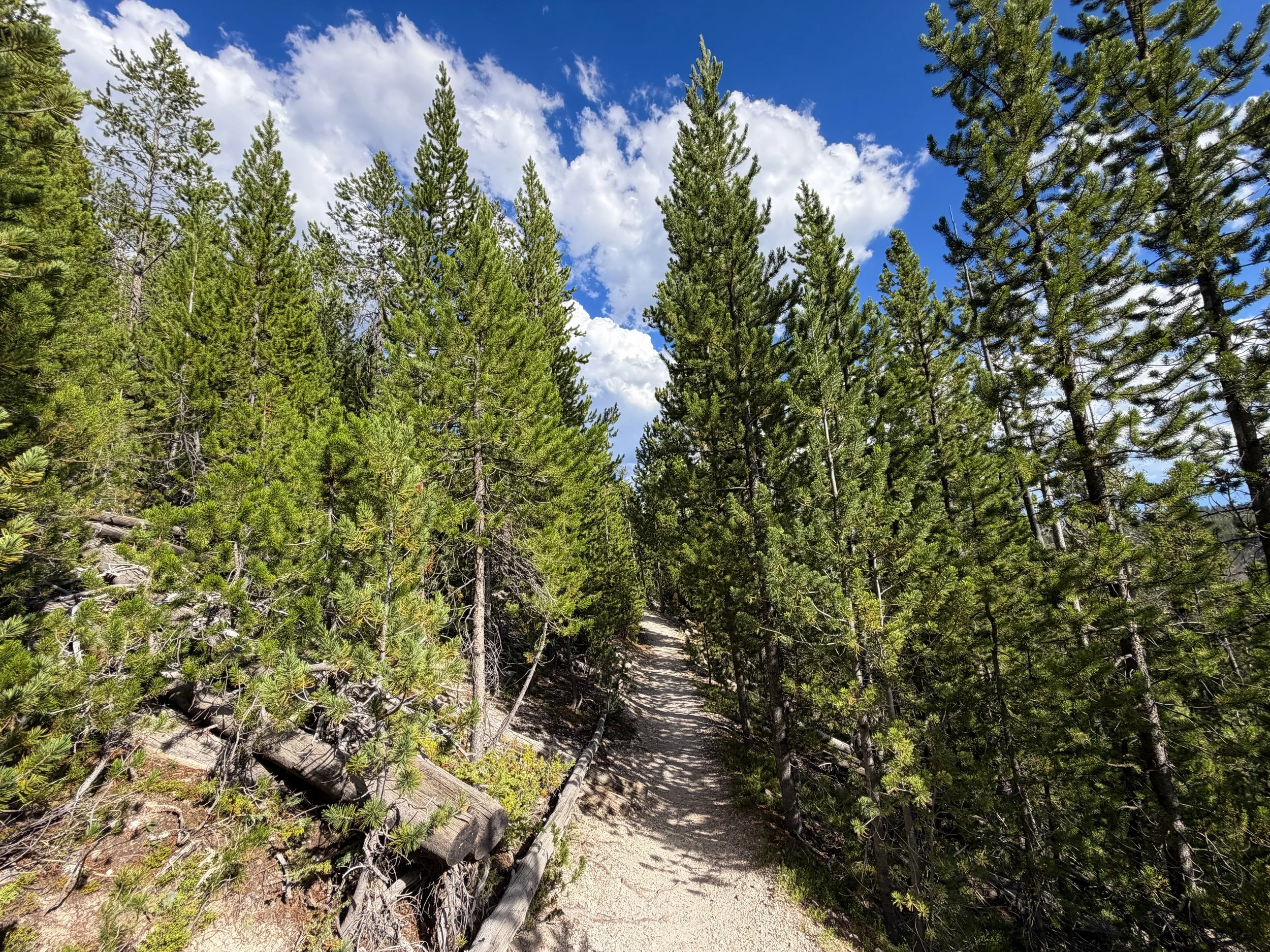 North Rim Trail Yellowstone National Park Wyoming