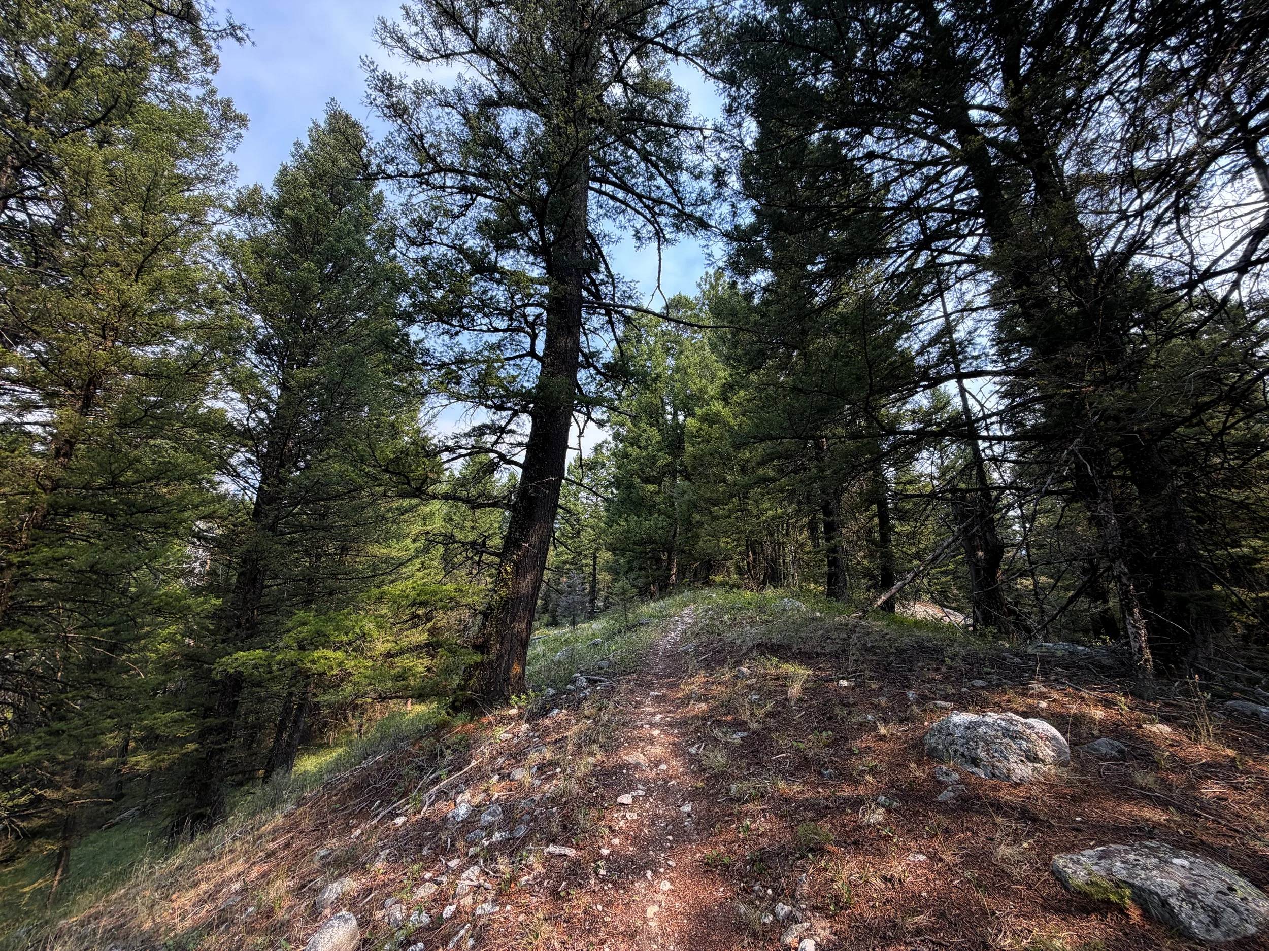 Aspen Ridge Loop Trail Grand Teton National Park Wyoming