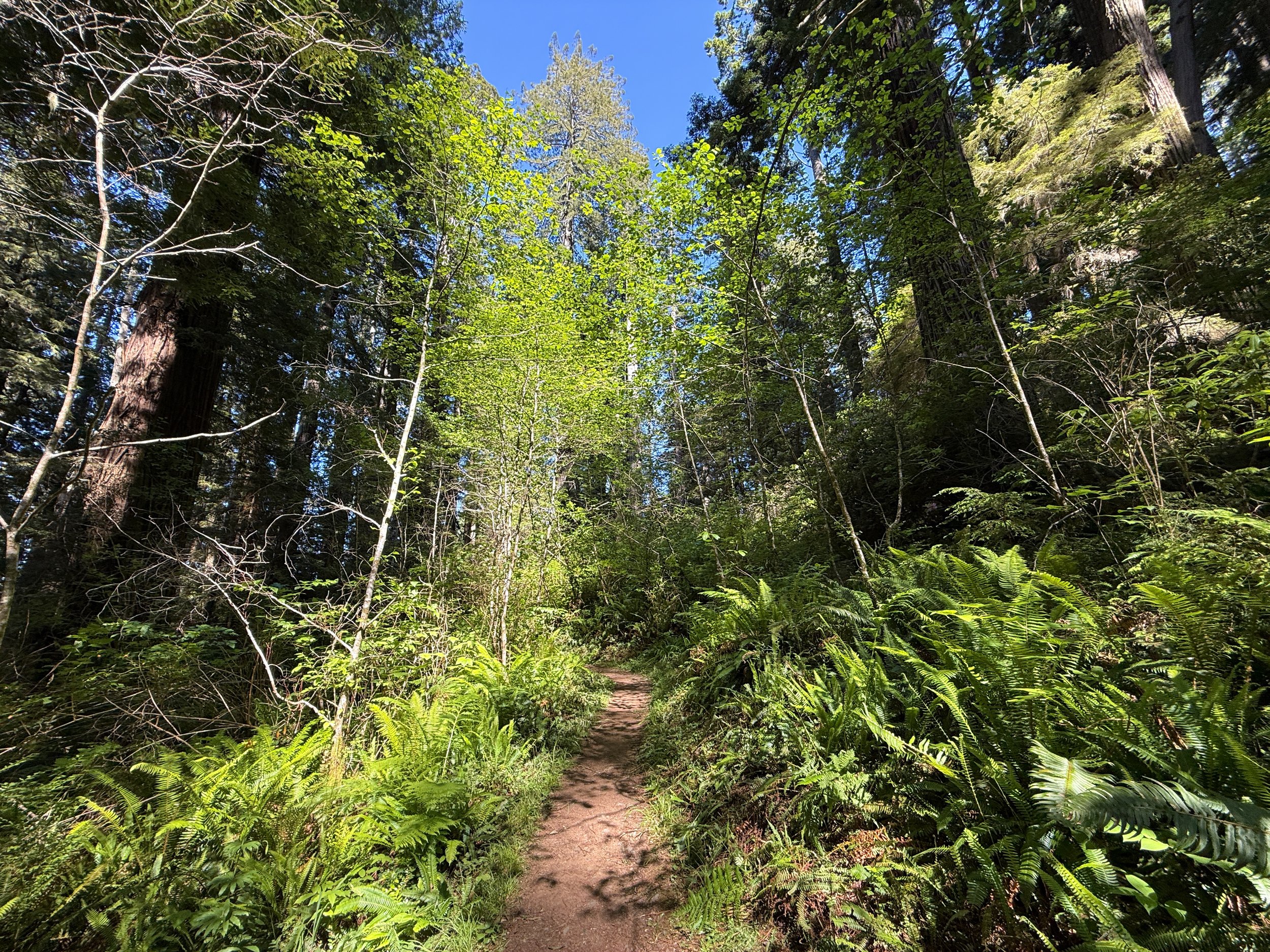 Ah-Pah Interpretive Trail Prairie Creek Redwoods State Park California