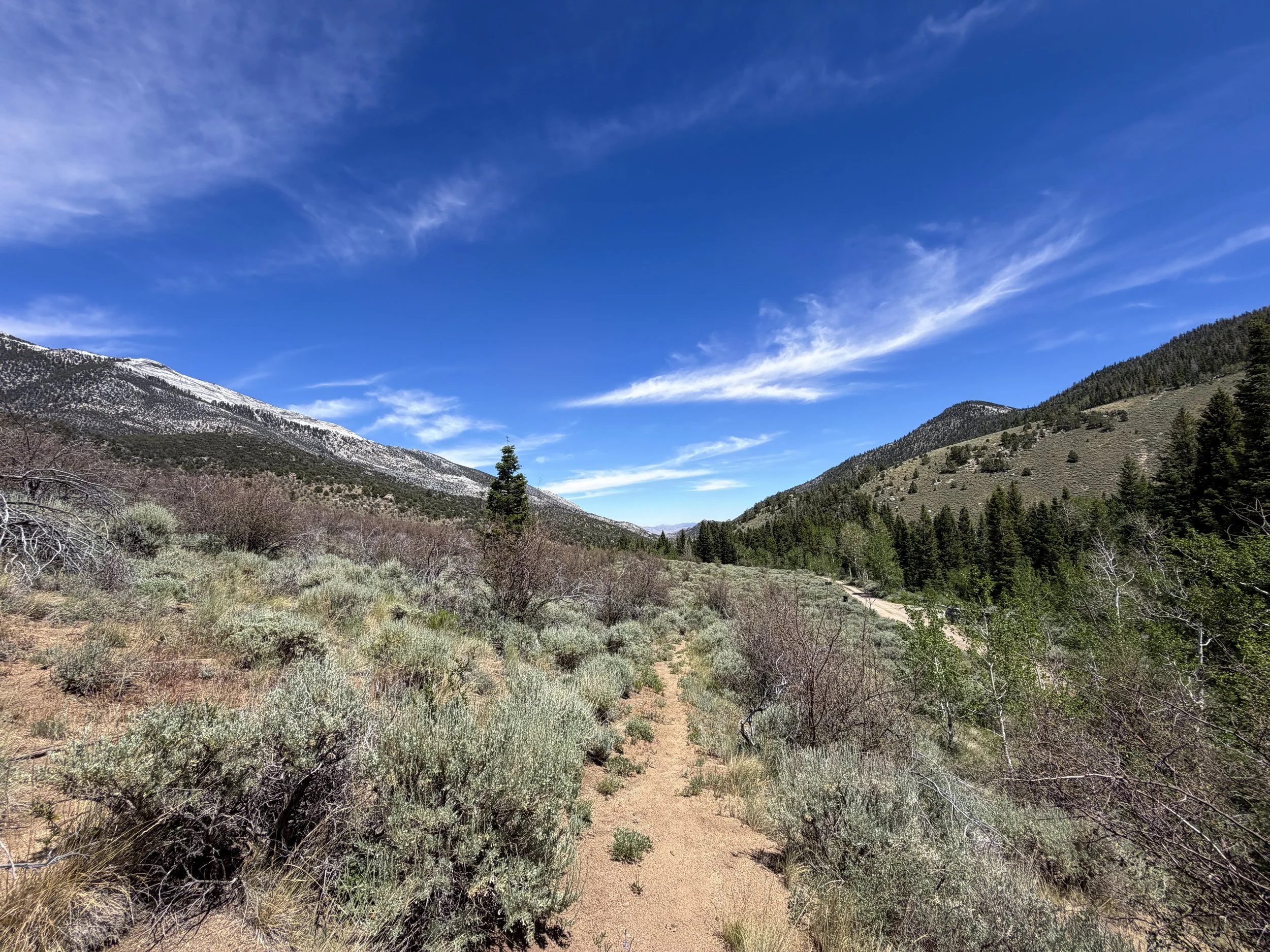 Serviceberry Loop Trail Great Basin National Park Nevada