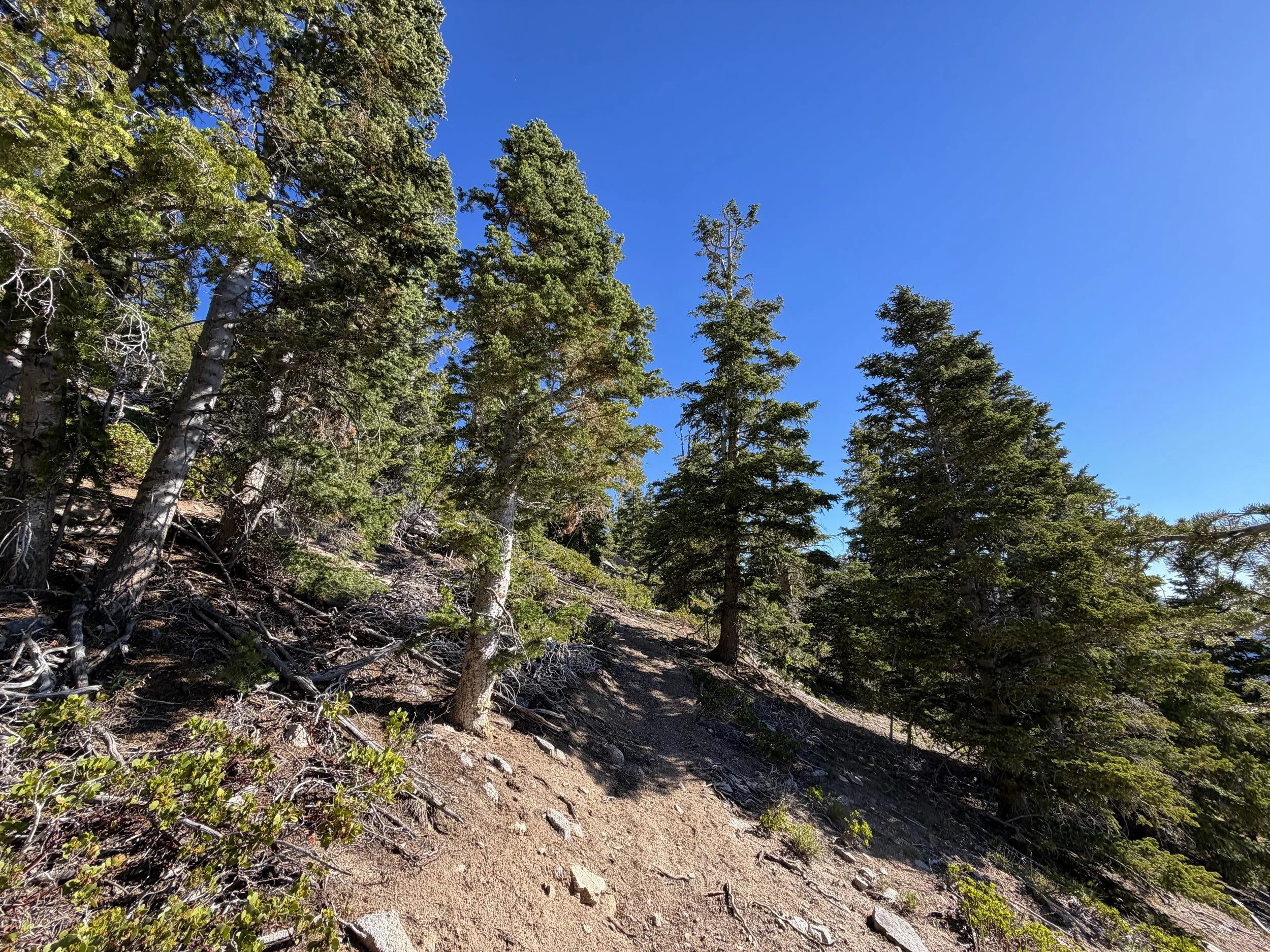 Snake Divide Trail to Mt Washington Great Basin National Park Nevada