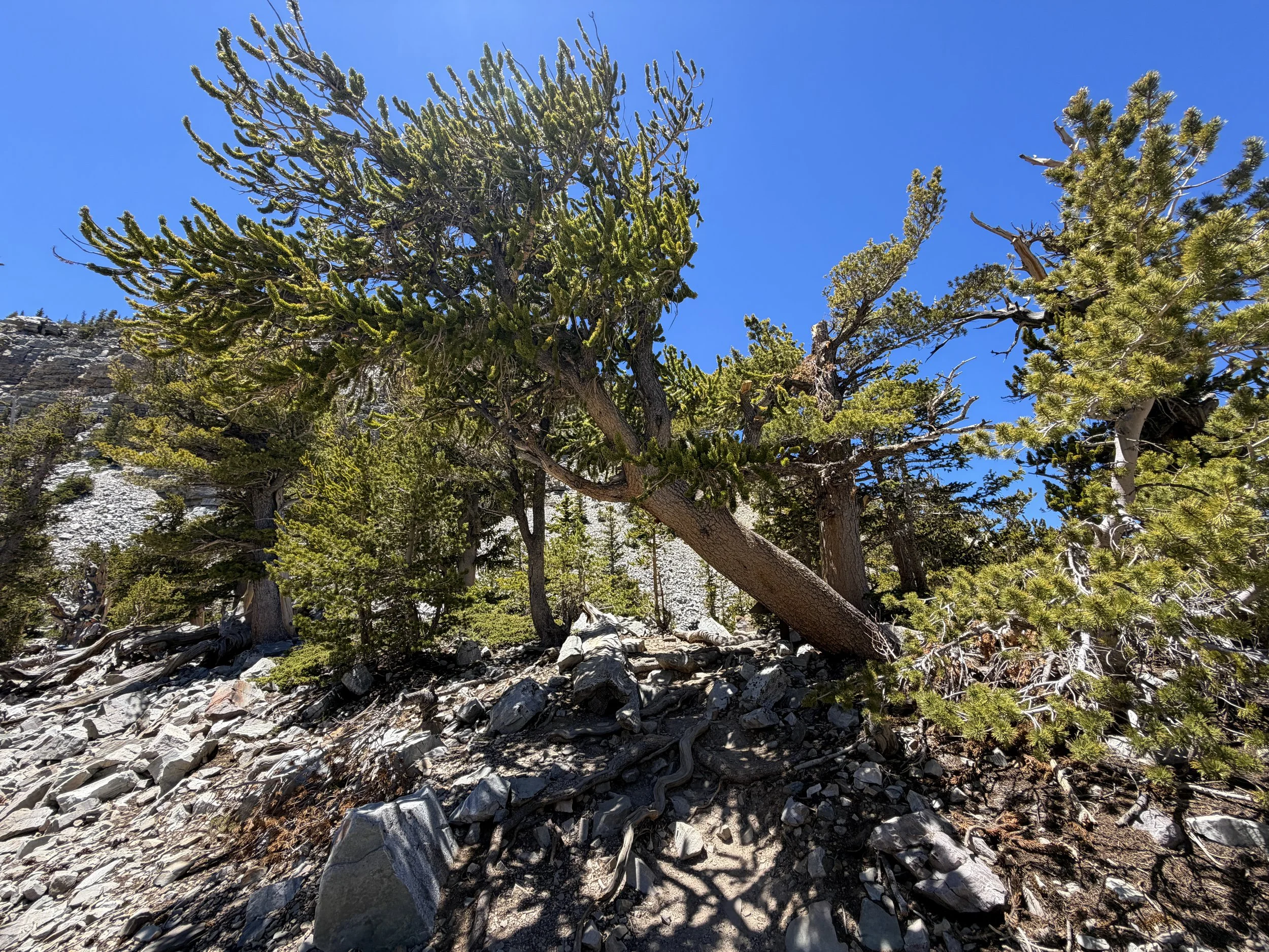Bristlecone Pine Loop Trail Great Basin National Park Nevada