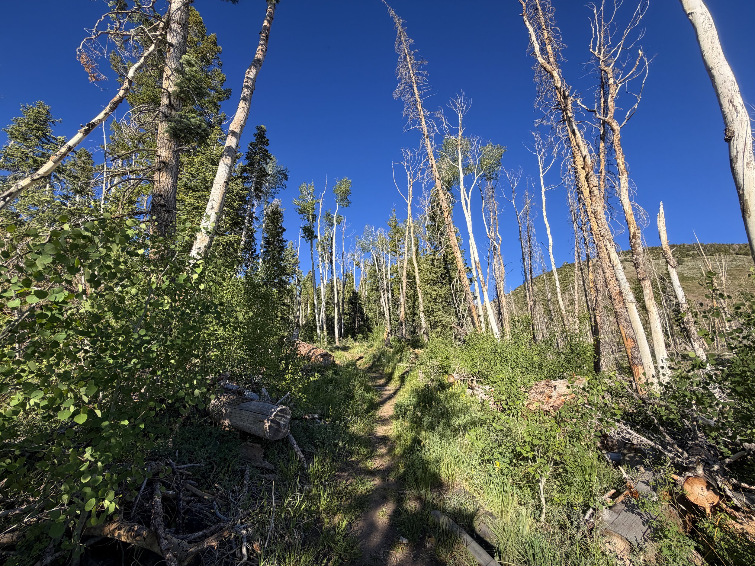 Upper Strawberry Creek Trail Great Basin National Park Nevada