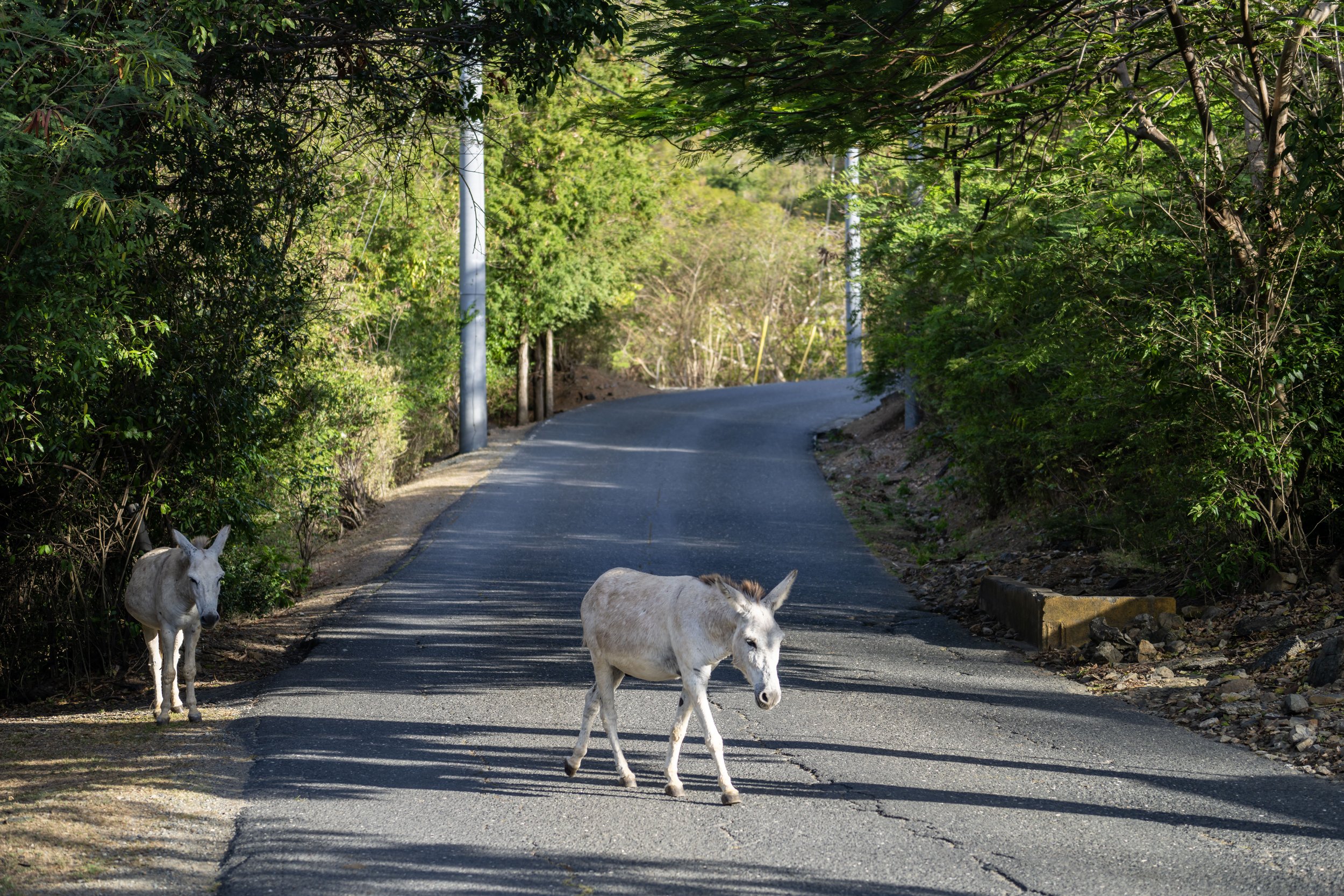 Donkeys Coral Bay St. John US Virgin Islands