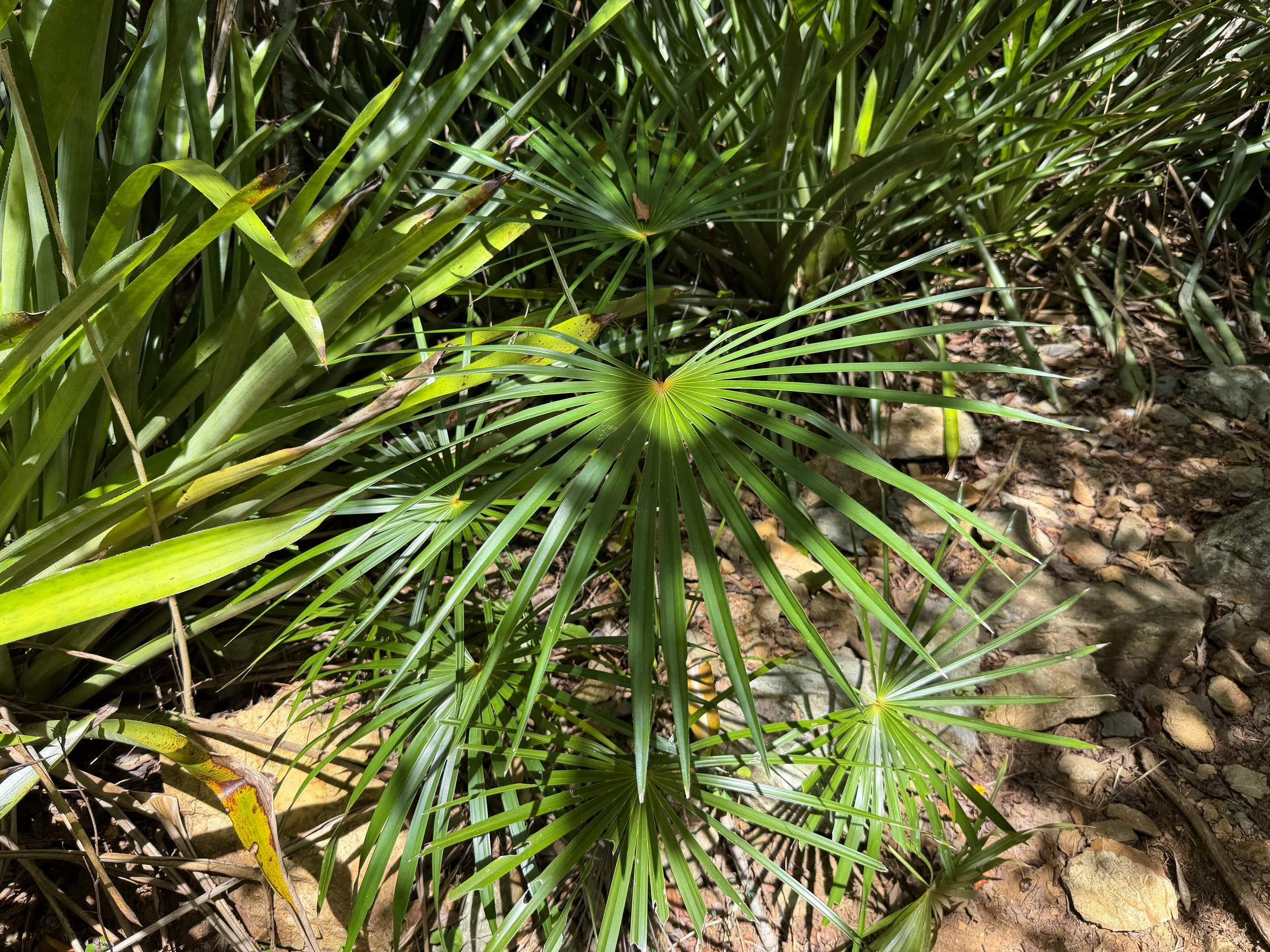 Tyre Palm Coccothrinax alta