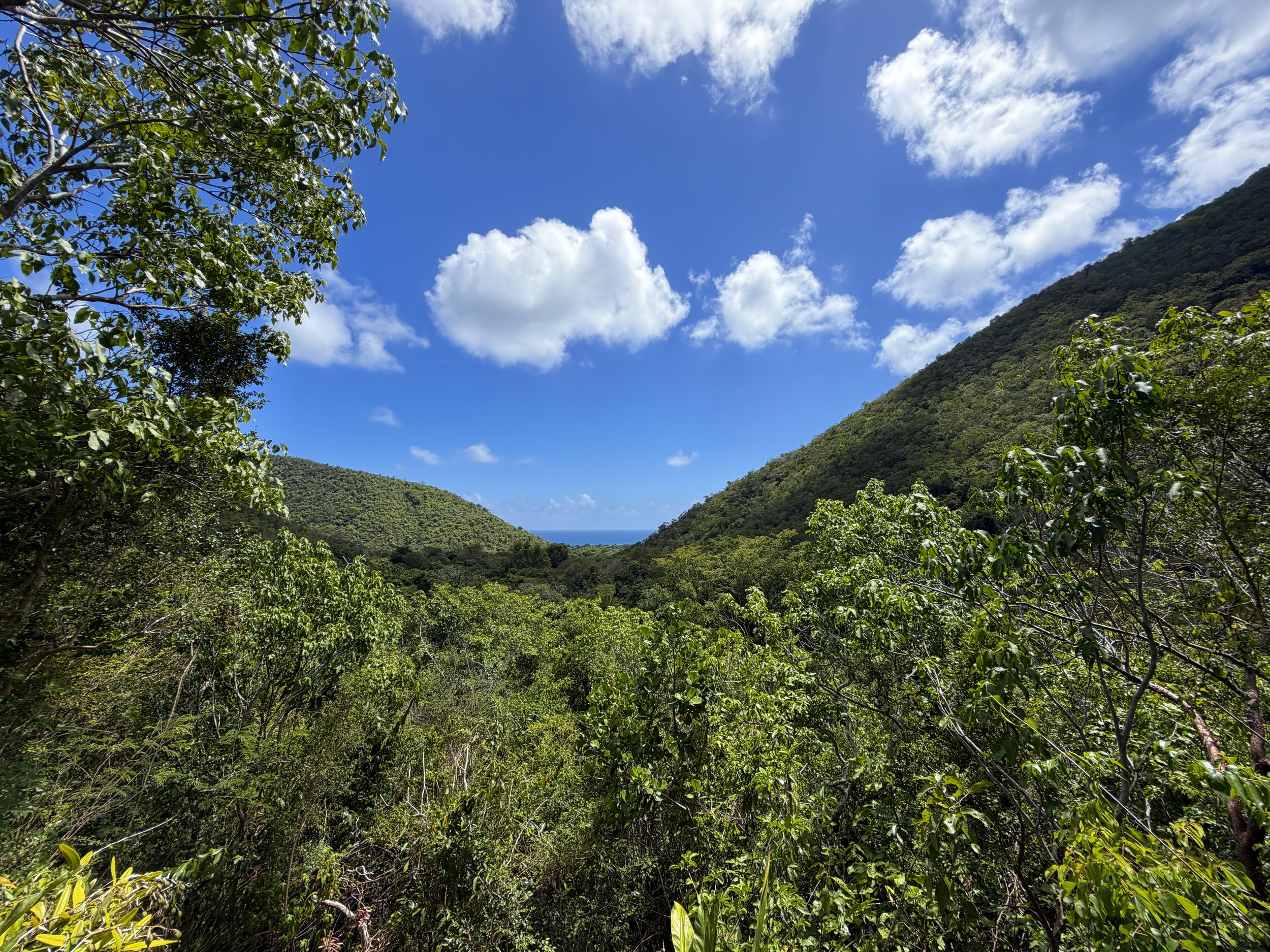 Reef Bay Hike to Petroglyphs Trail Virgin Islands National Park