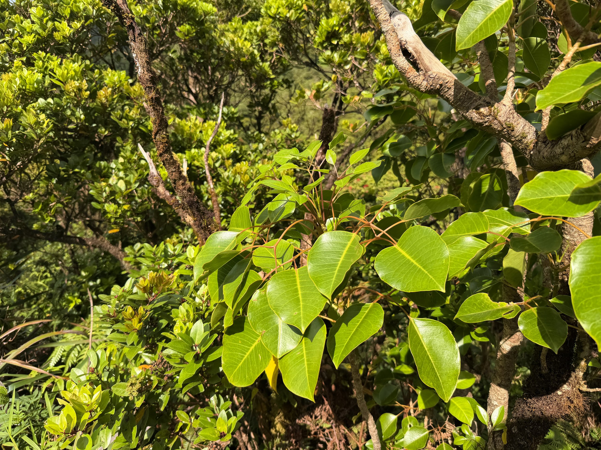Lapalapa Cheirodendron platyphyllum