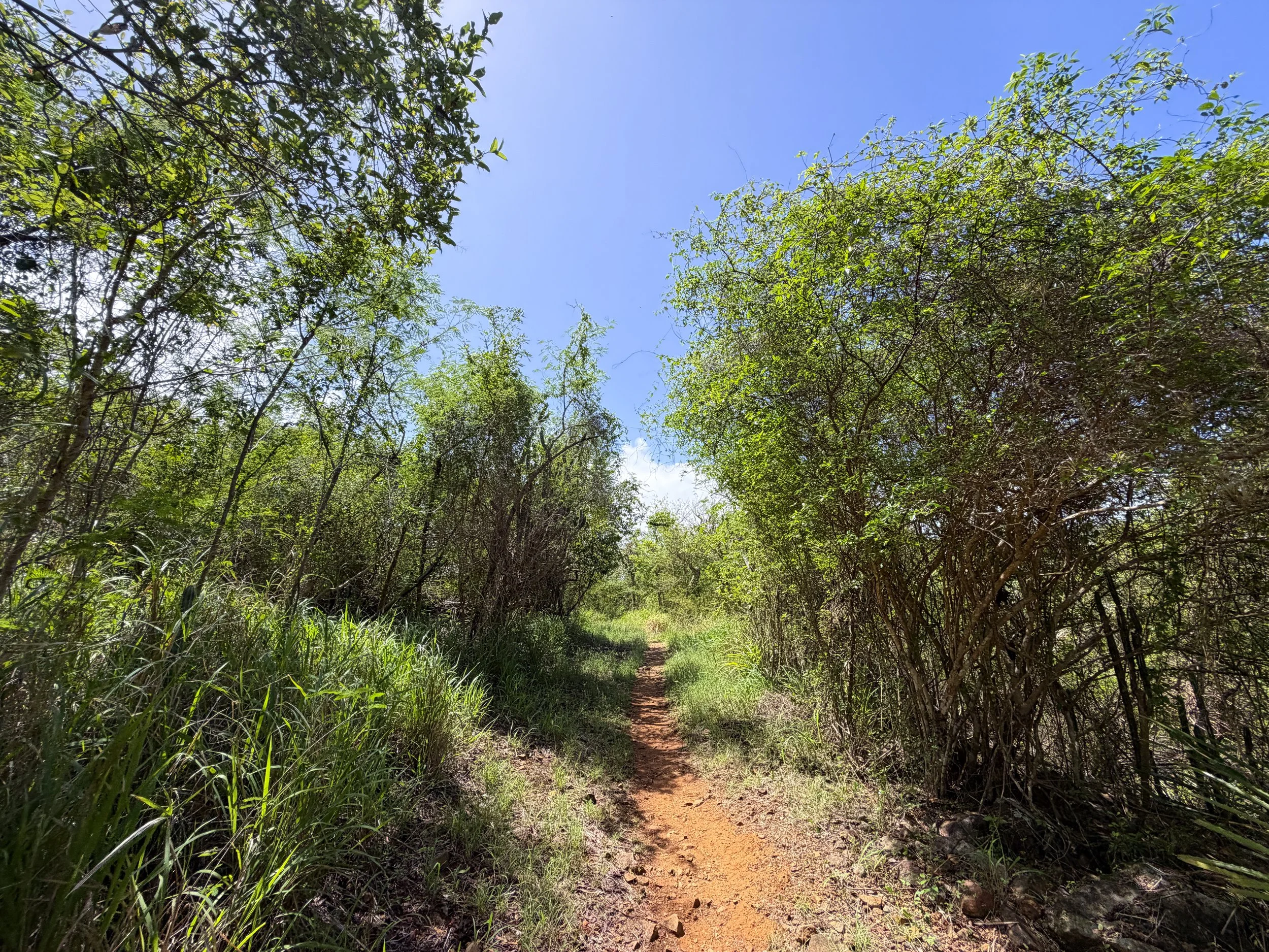 Lind Point Hike Virgin Islands National Park