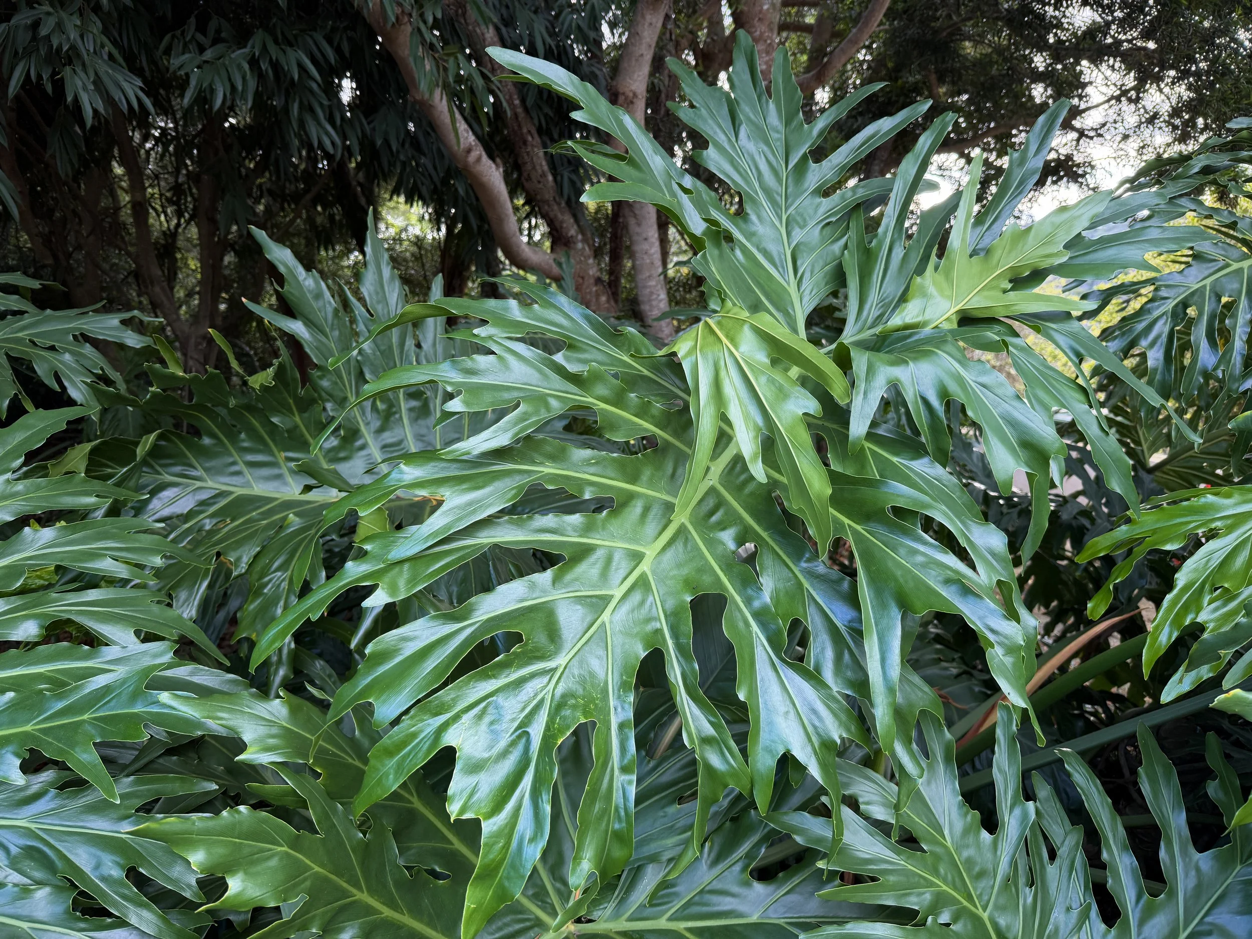 Thaumatophyllum bipinnatifidum