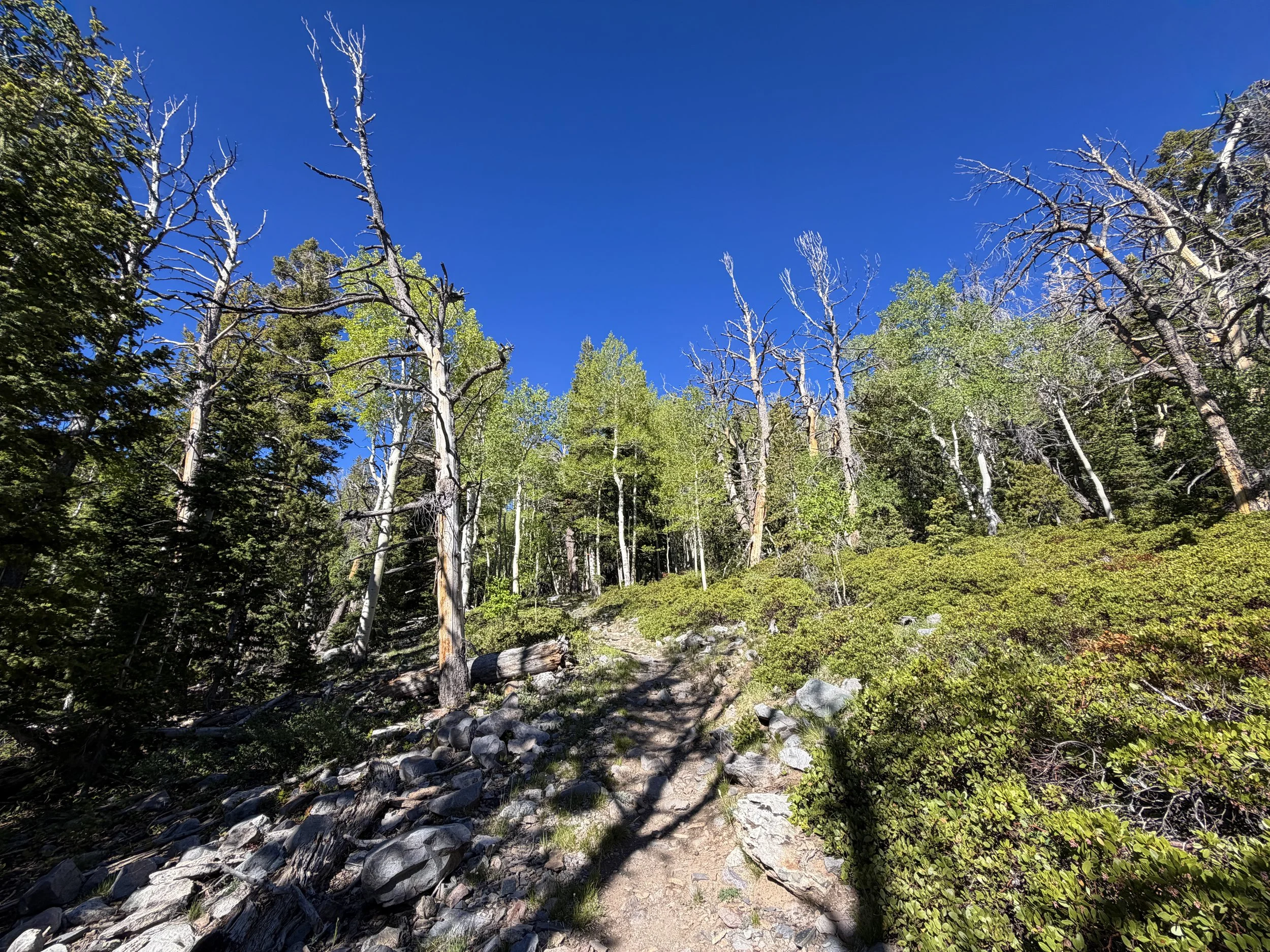Lehman Creek Trail Great Basin National Park Nevada