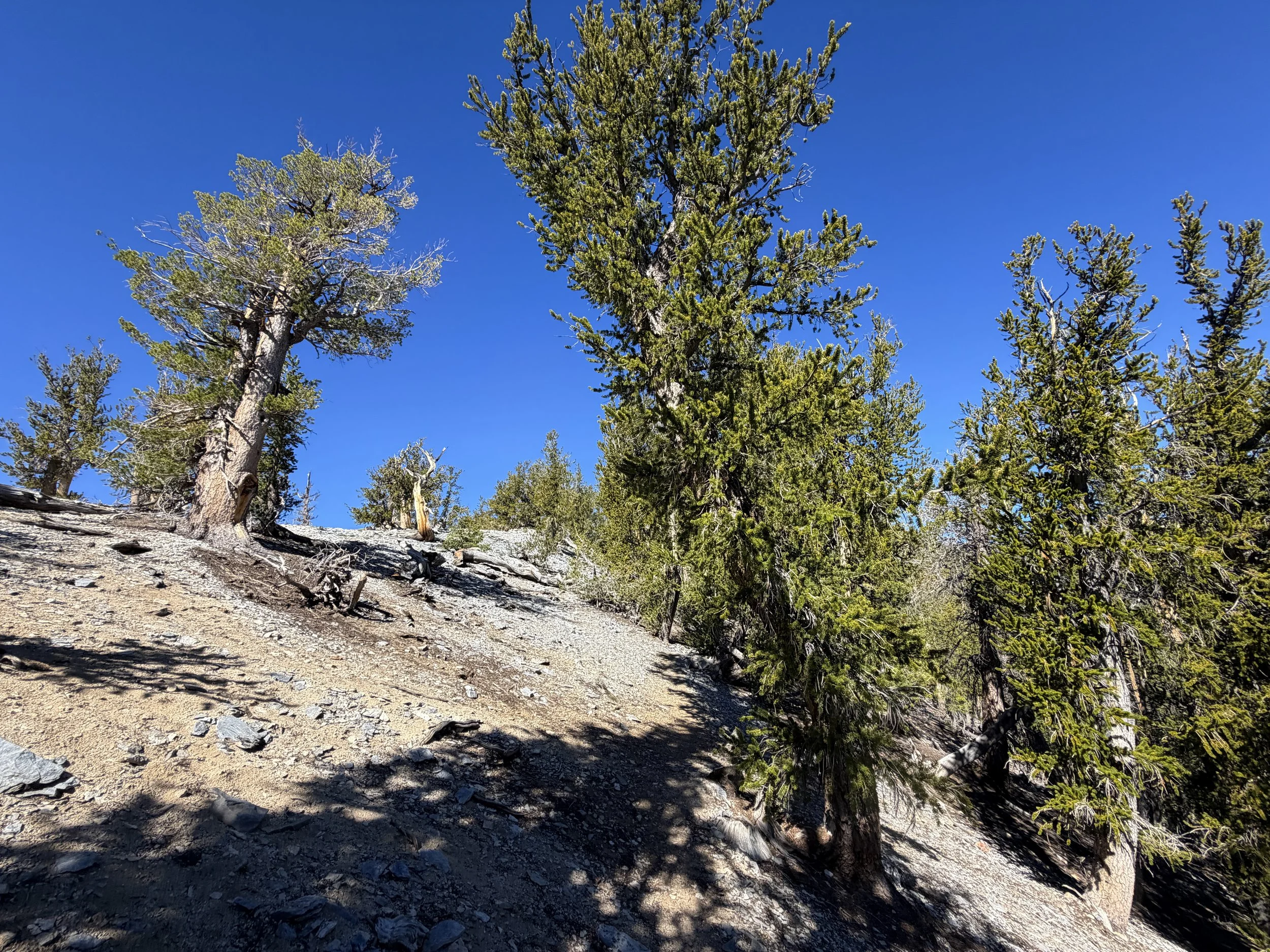 Snake Divide Trail Great Basin National Park Nevada