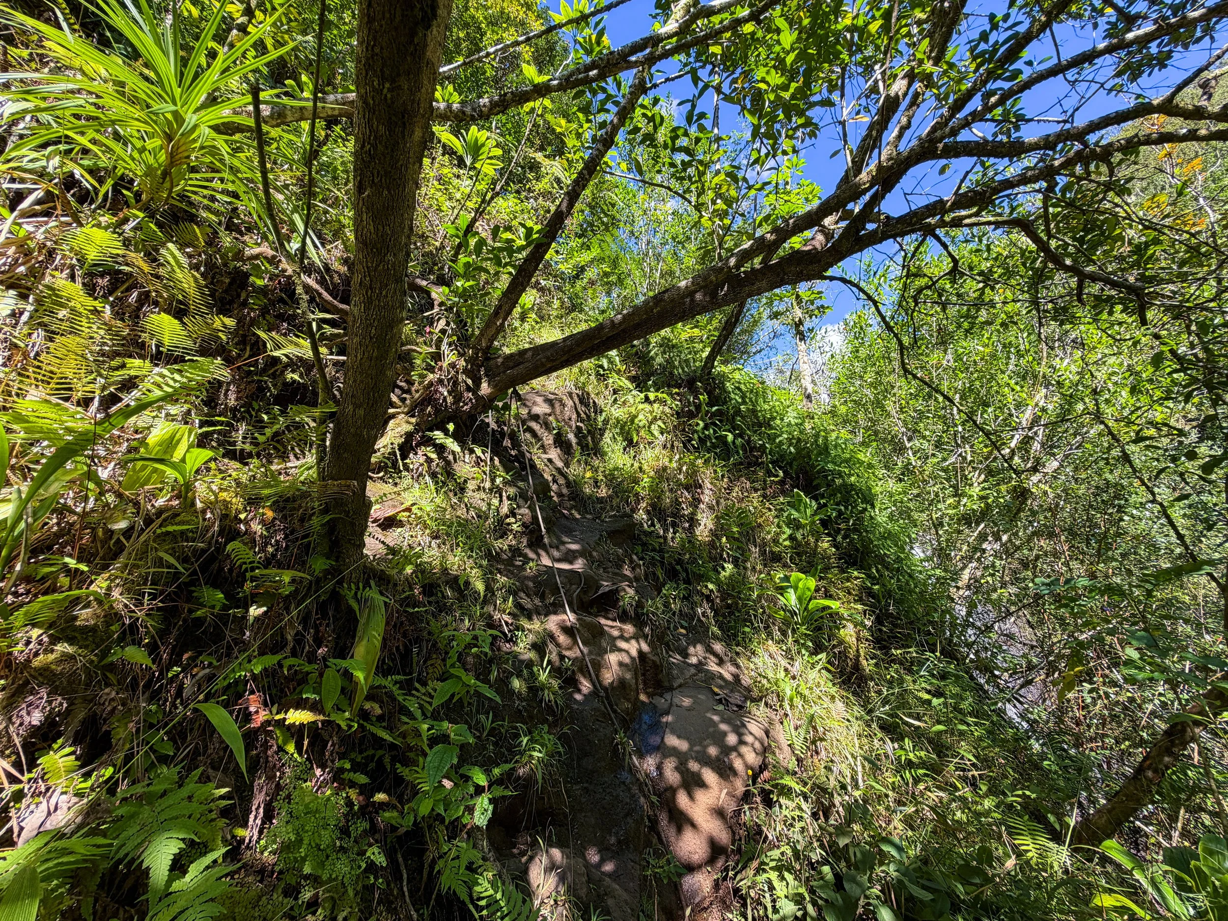 Kaau Crater Trail Ropes Oahu Hawaii