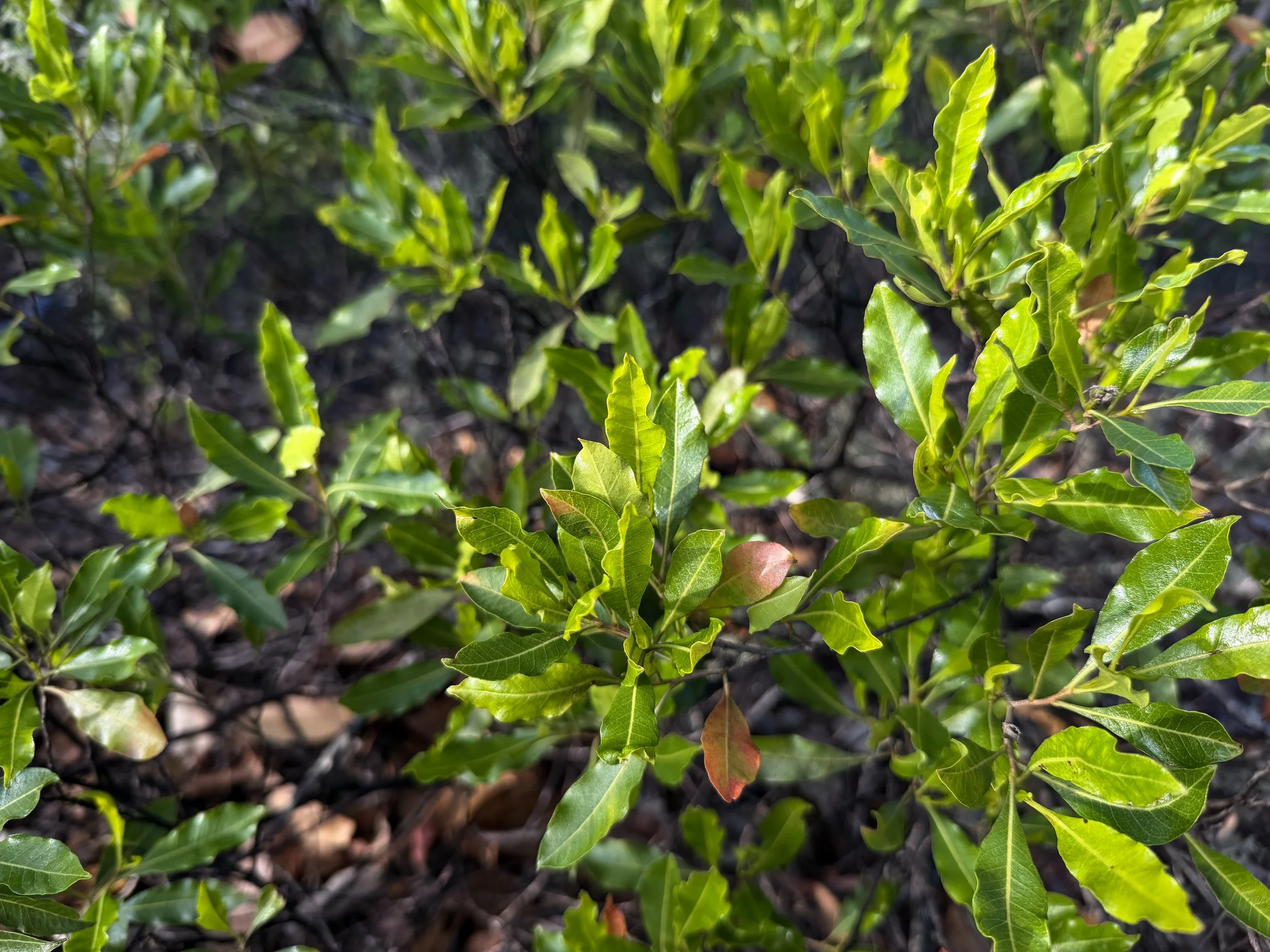 Aalii Dodonaea viscosa