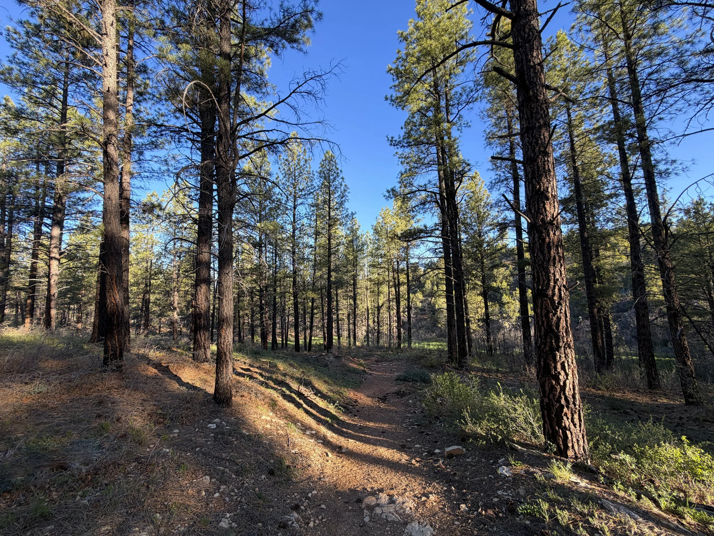 Deertrap Mountain Trail Zion National Park Utah