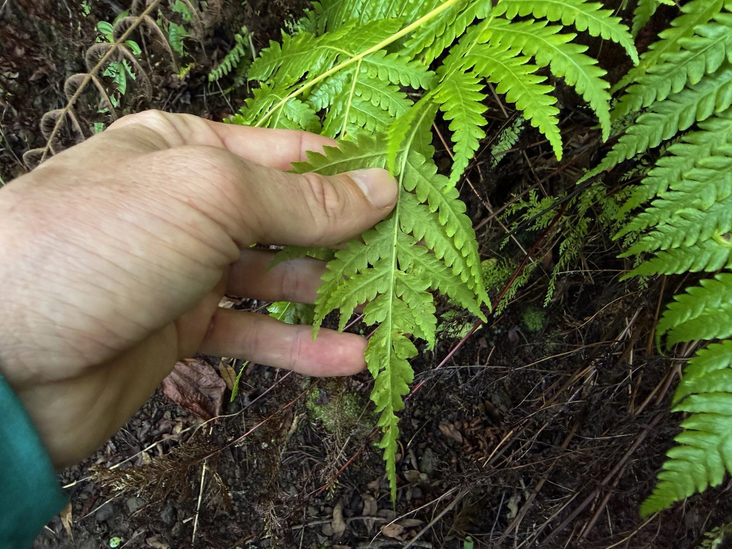 Hapuu Cibotium chamissoi