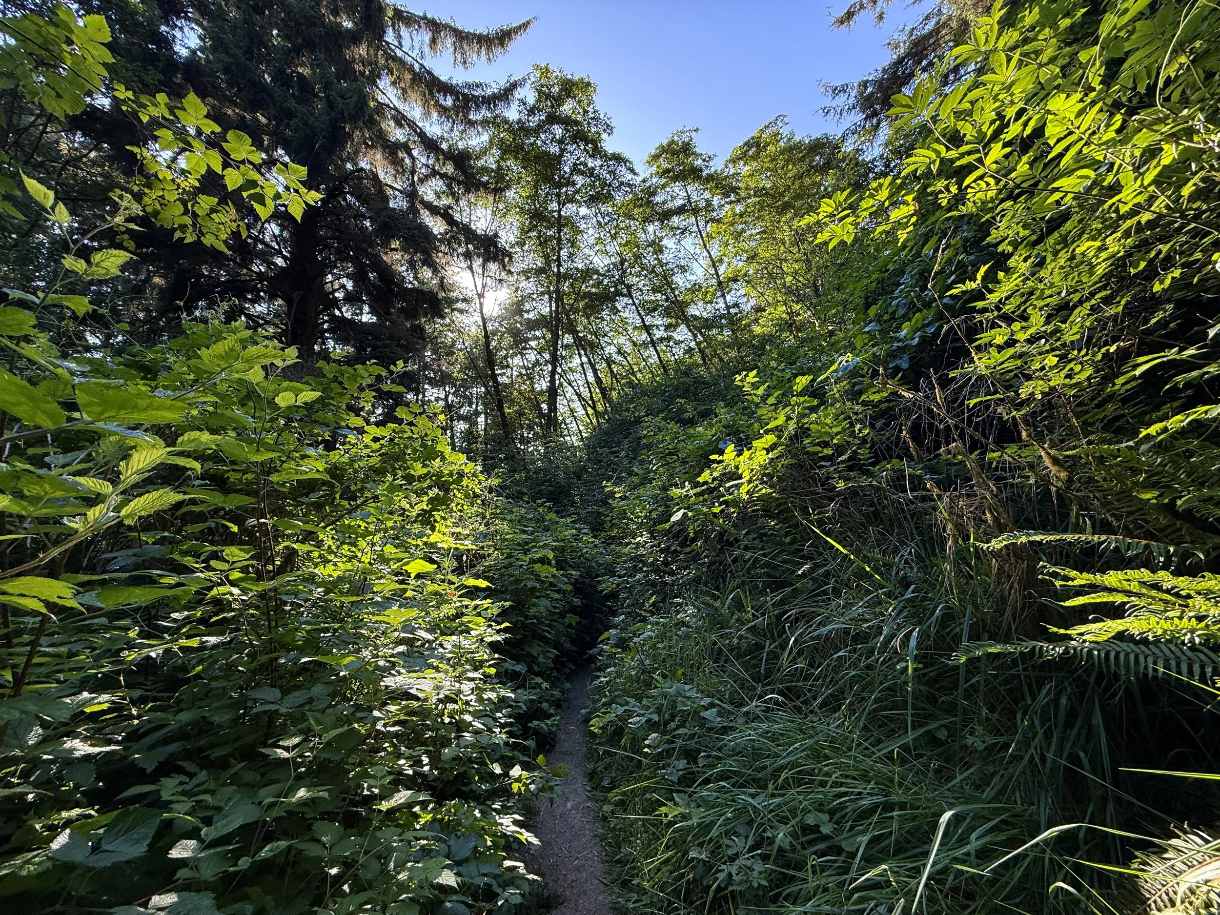 Fern Canyon Trail Prairie Creek Redwoods State Park California