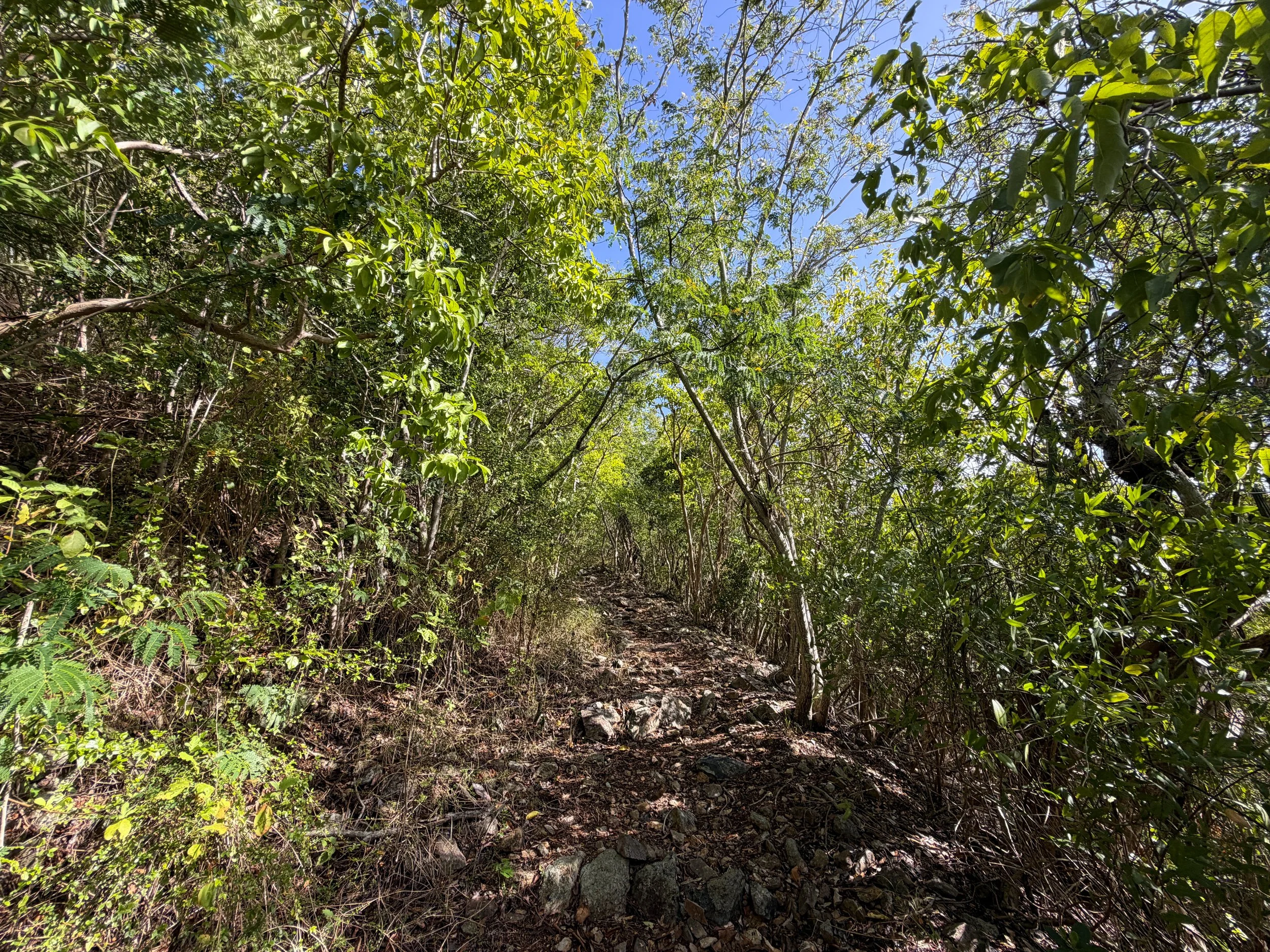 Bordeaux Mountain Trail Virgin Islands National Park