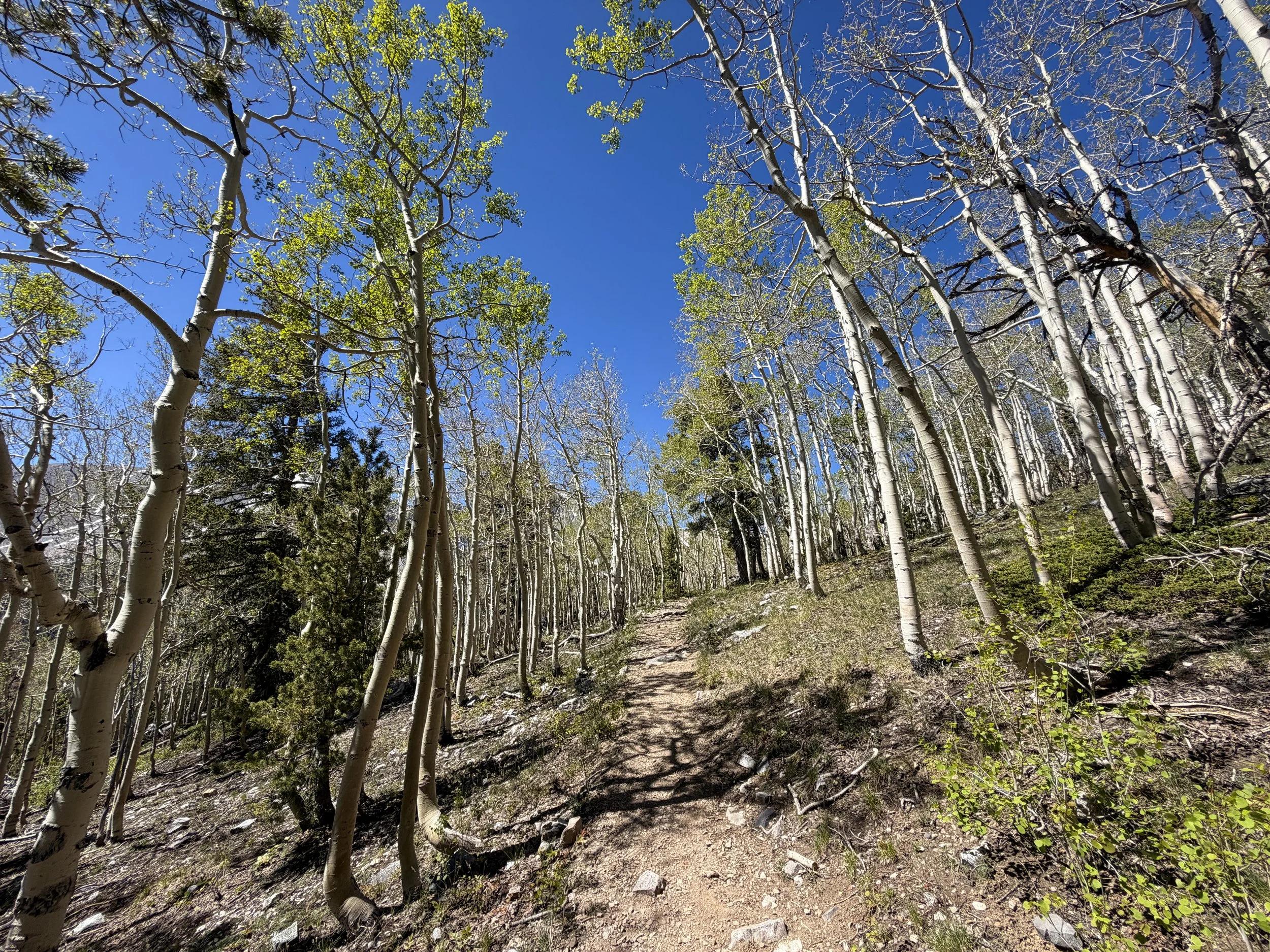 Wheeler Peak Summit Trail Great Basin National Park Nevada