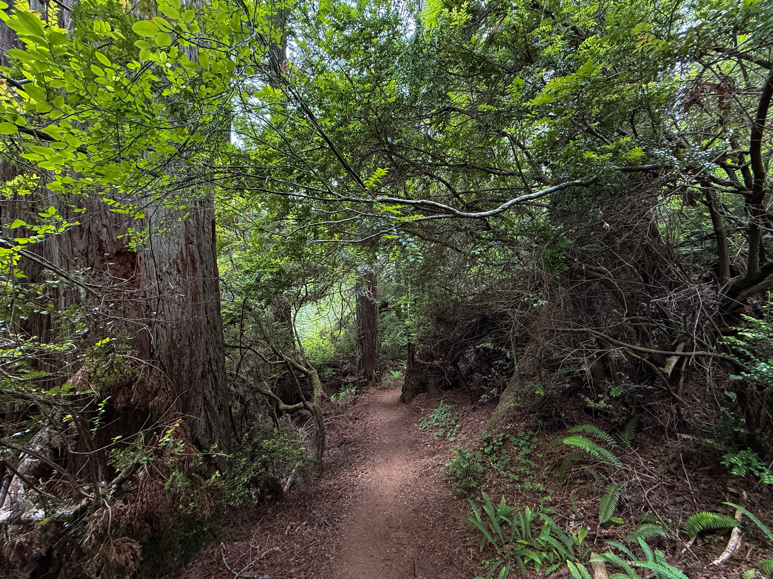 Damnation Creek Trail Del Norte Coast Redwoods State Park California